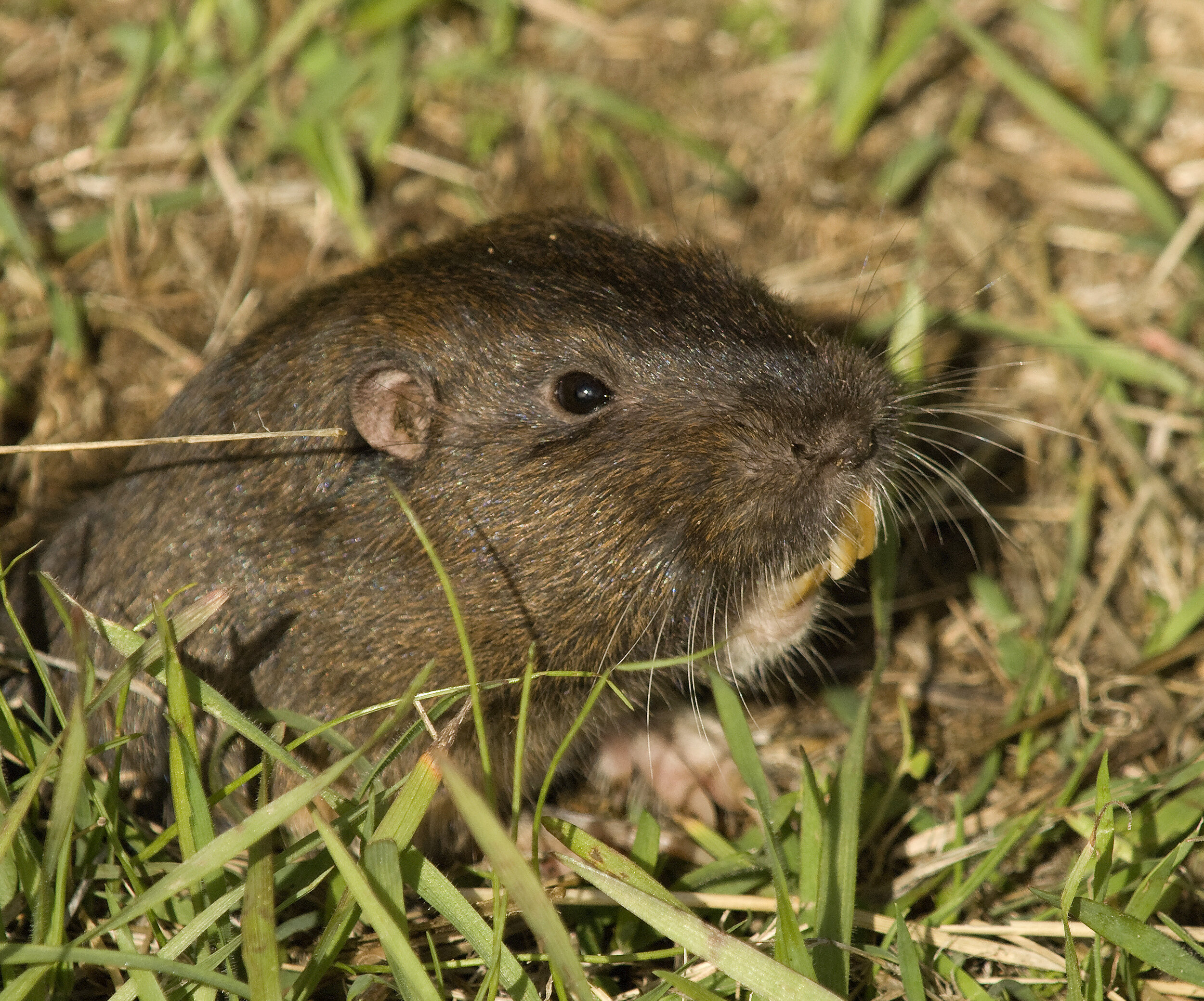 CCGP — Thomomys bottae (Pocket Gopher)