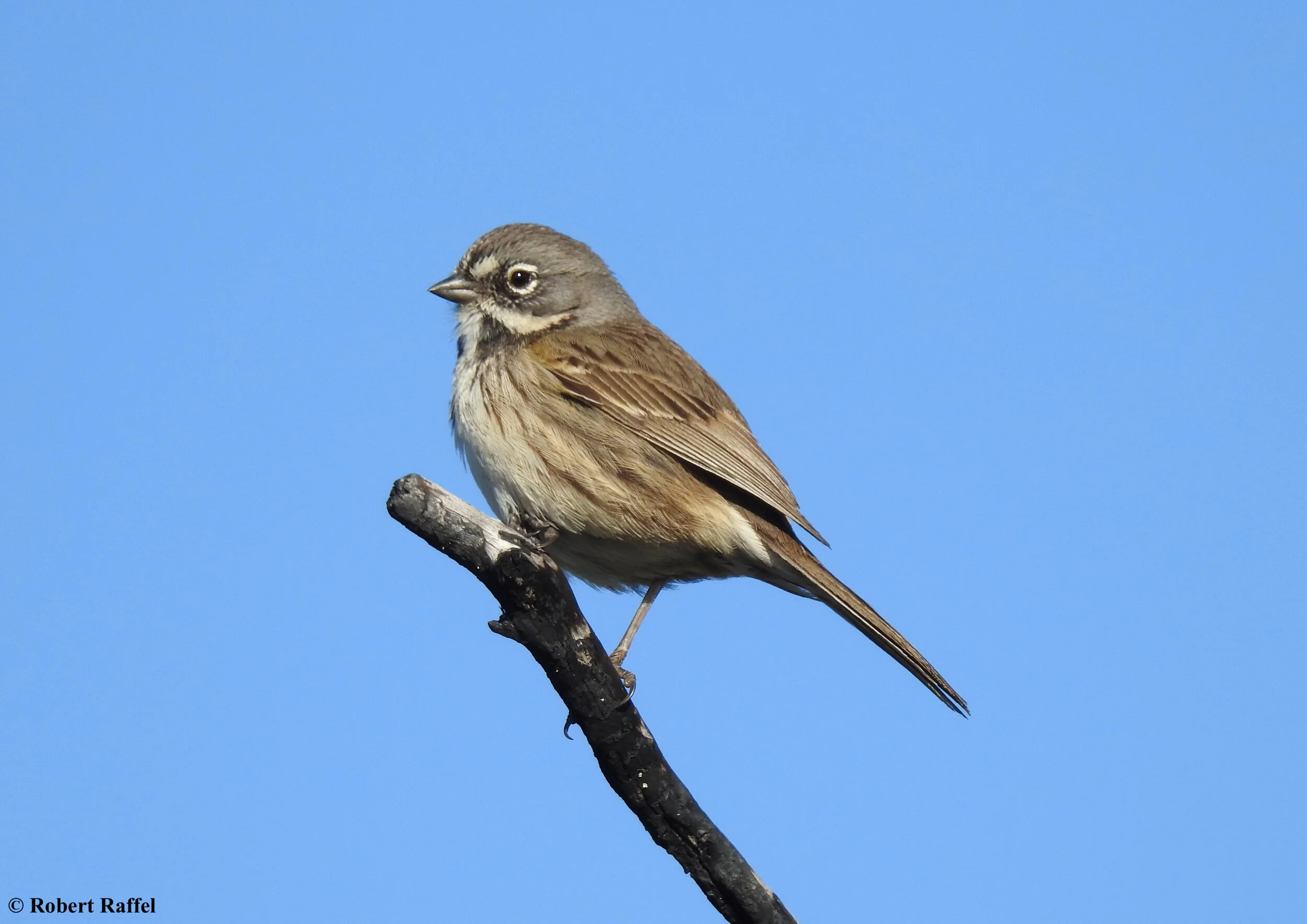 Artemisiospiza belli (Bell's Sparrow)