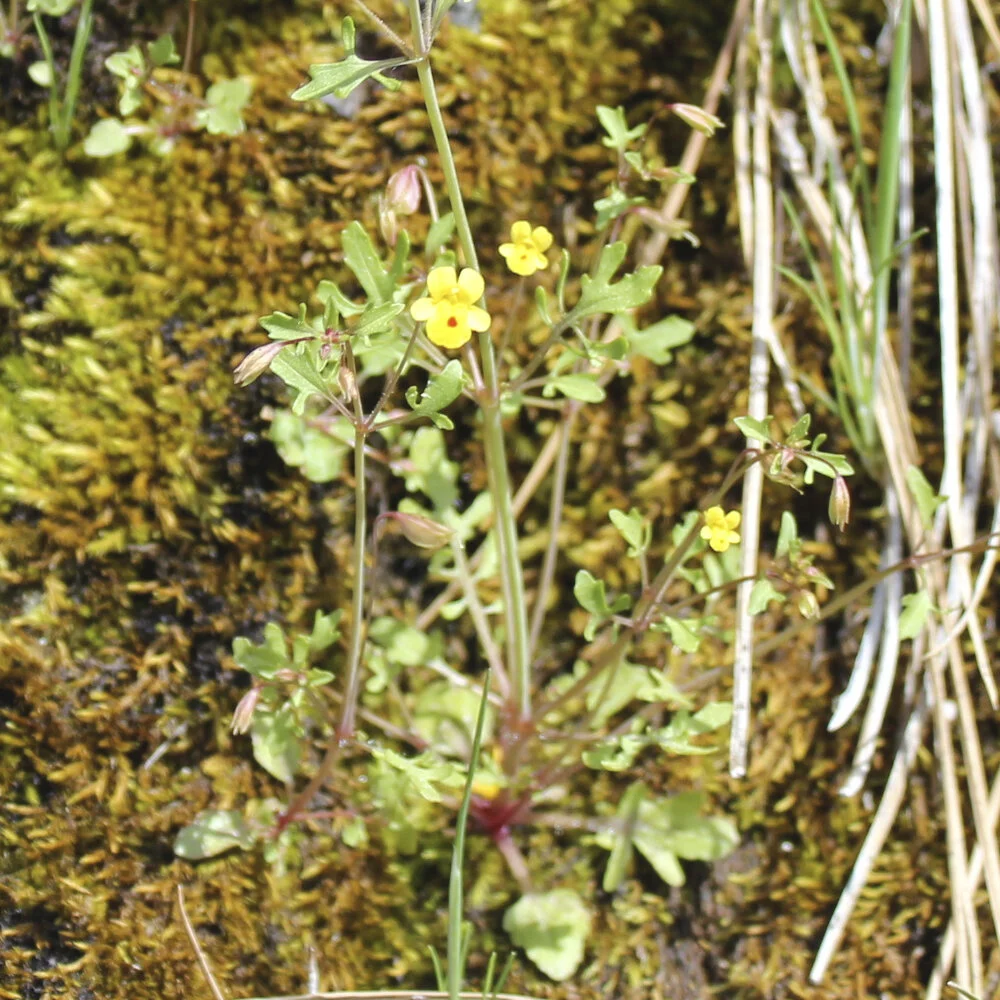 Mimulus laciniatus (Cutleaf Monkeyflower)