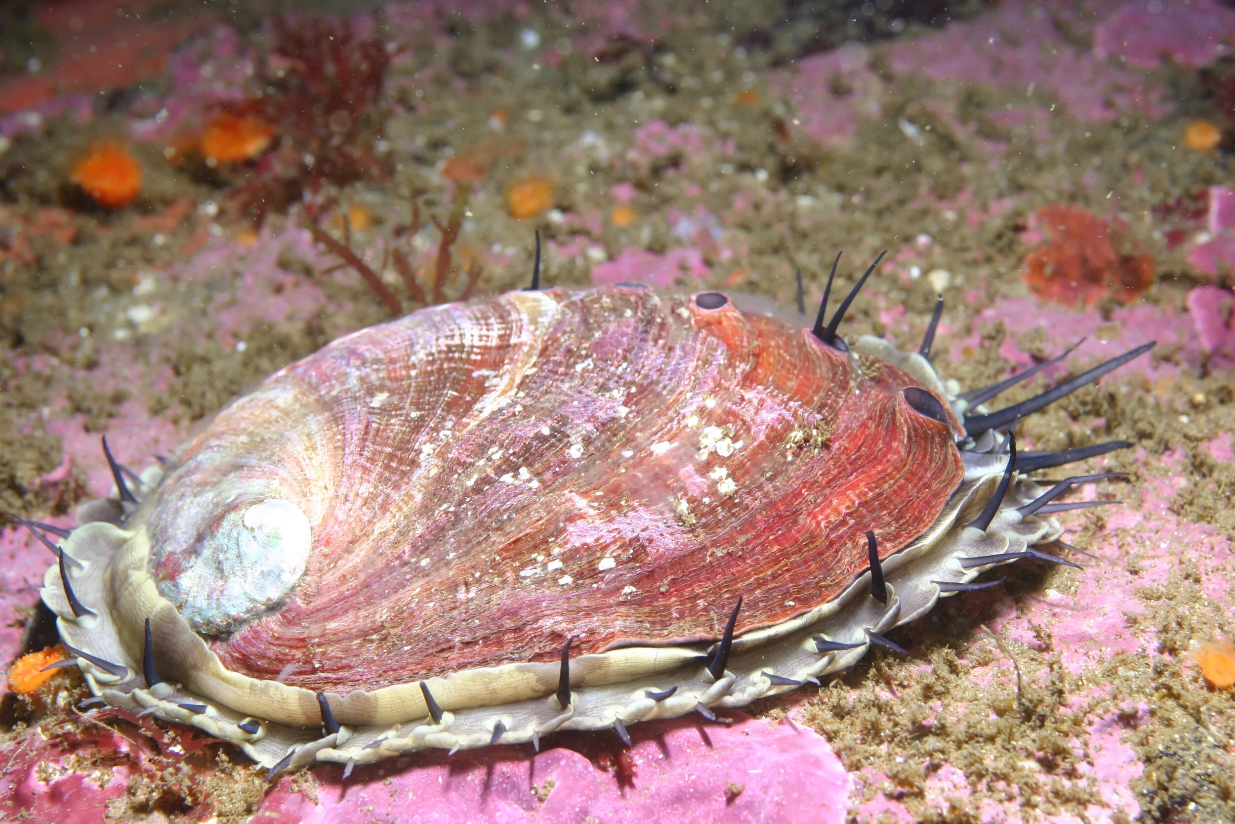Haliotis rufescens (Red Abalone)