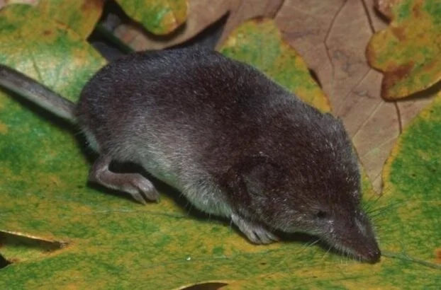 Sorex vagrans (Vagrant Shrew)