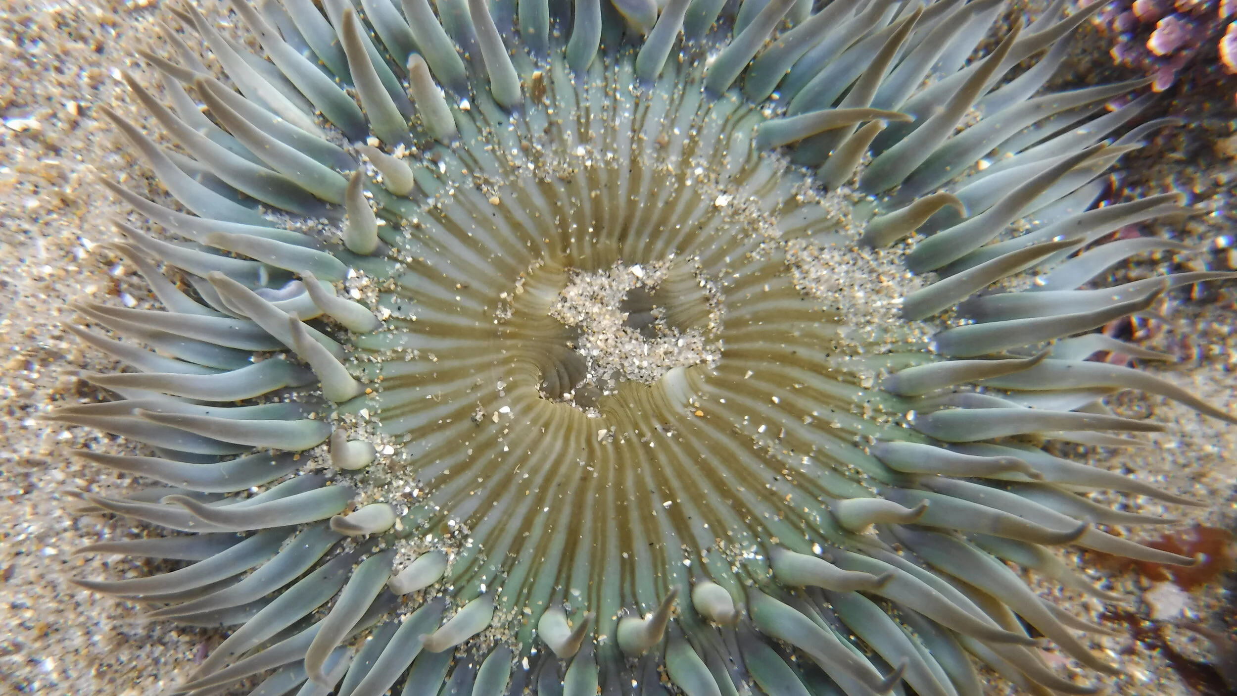 CCGP — Marine Invertebrates