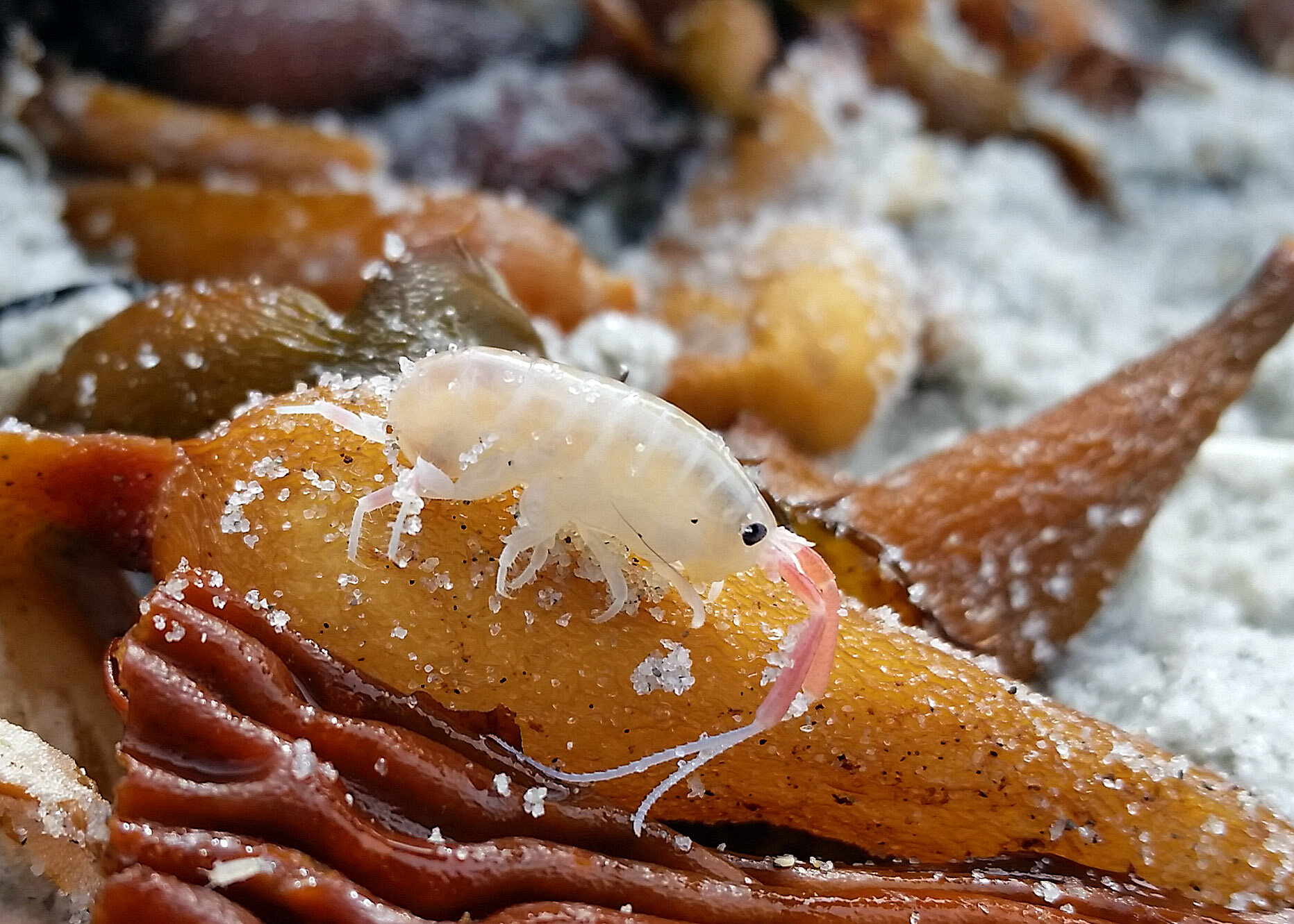 Megalorchestia californiana (Long Horned Beach Hopper)