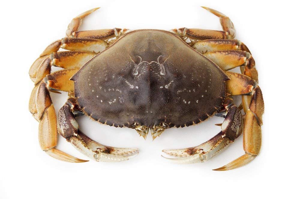 Metacarcinus magister (Dungeness Crab)