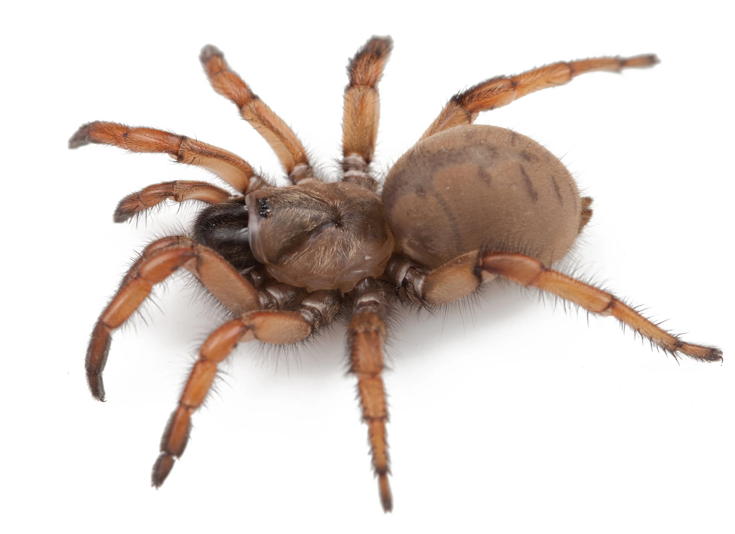 Aptostichus stephencolberti (Stephen Colbert Trapdoor Spider)