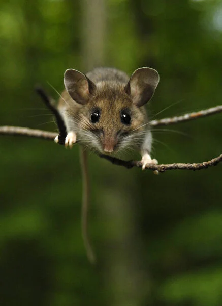Peromyscus maniculatus (Deer Mouse)