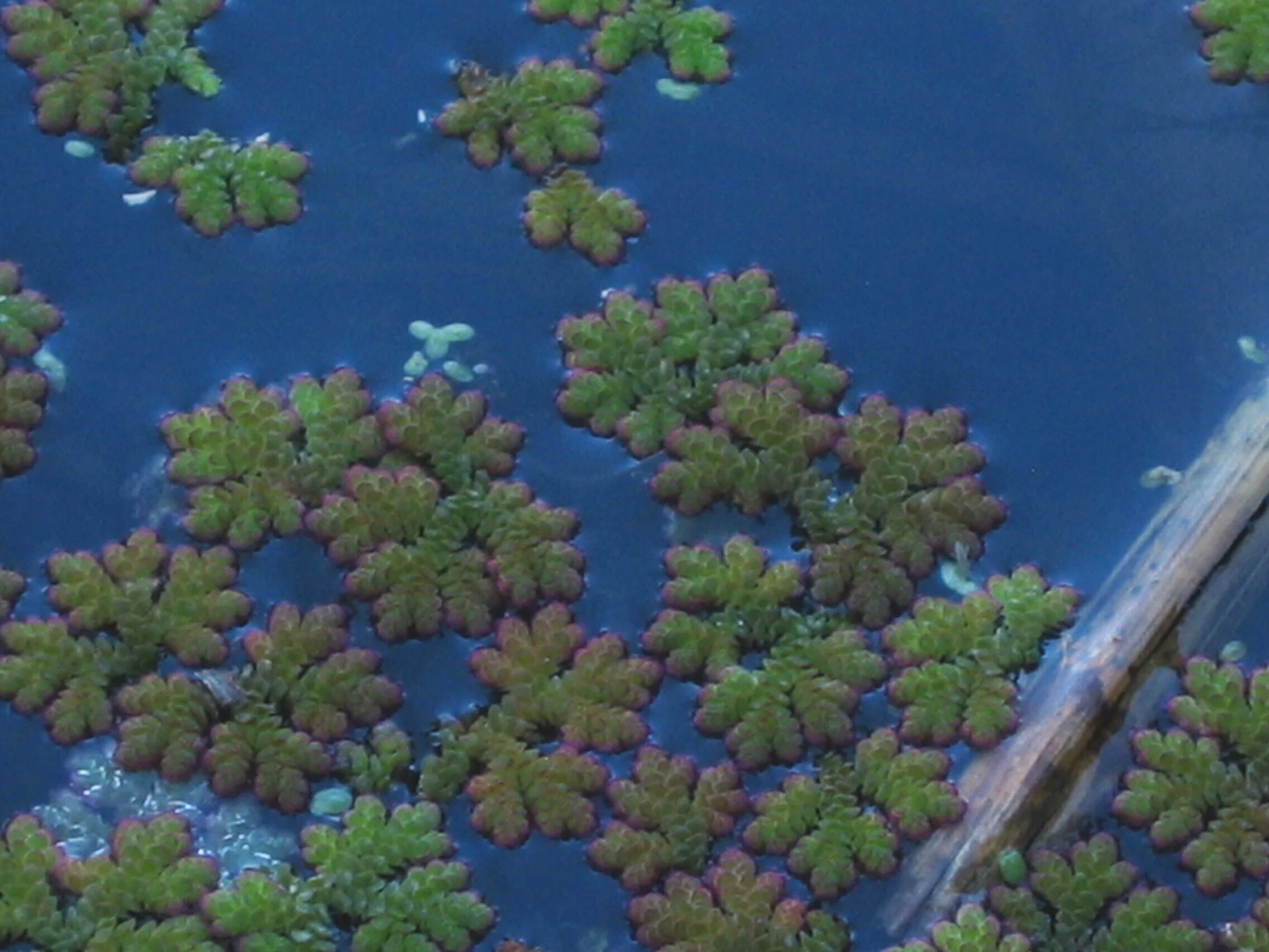Azolla filiculoides (Common Mosquito Fern)
