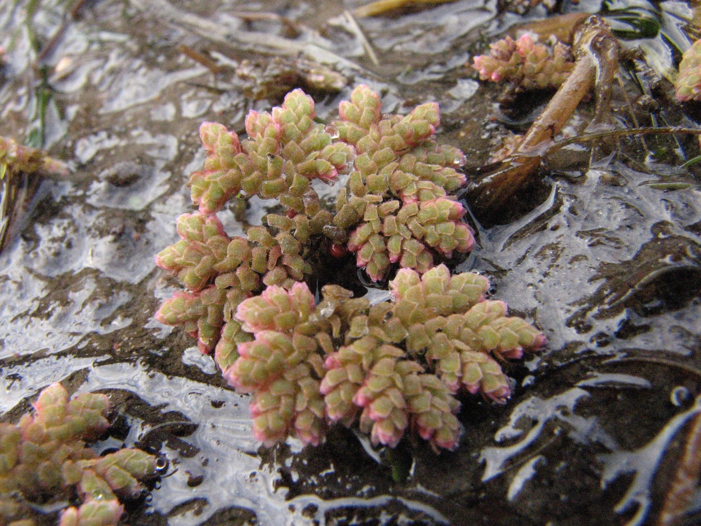 Azolla caroliniana (Mosquito Fern)