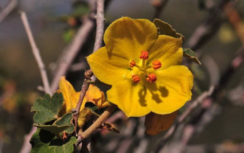 Fremontodendron californicum (California Flannelbush)