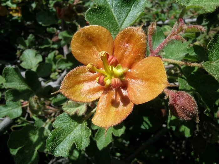Fremontodendron decumbens (Pine Hill Flannelbush)