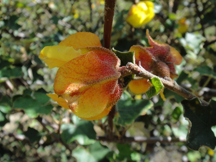 Fremontodendron mexicanum (Mexican Flannelbush)