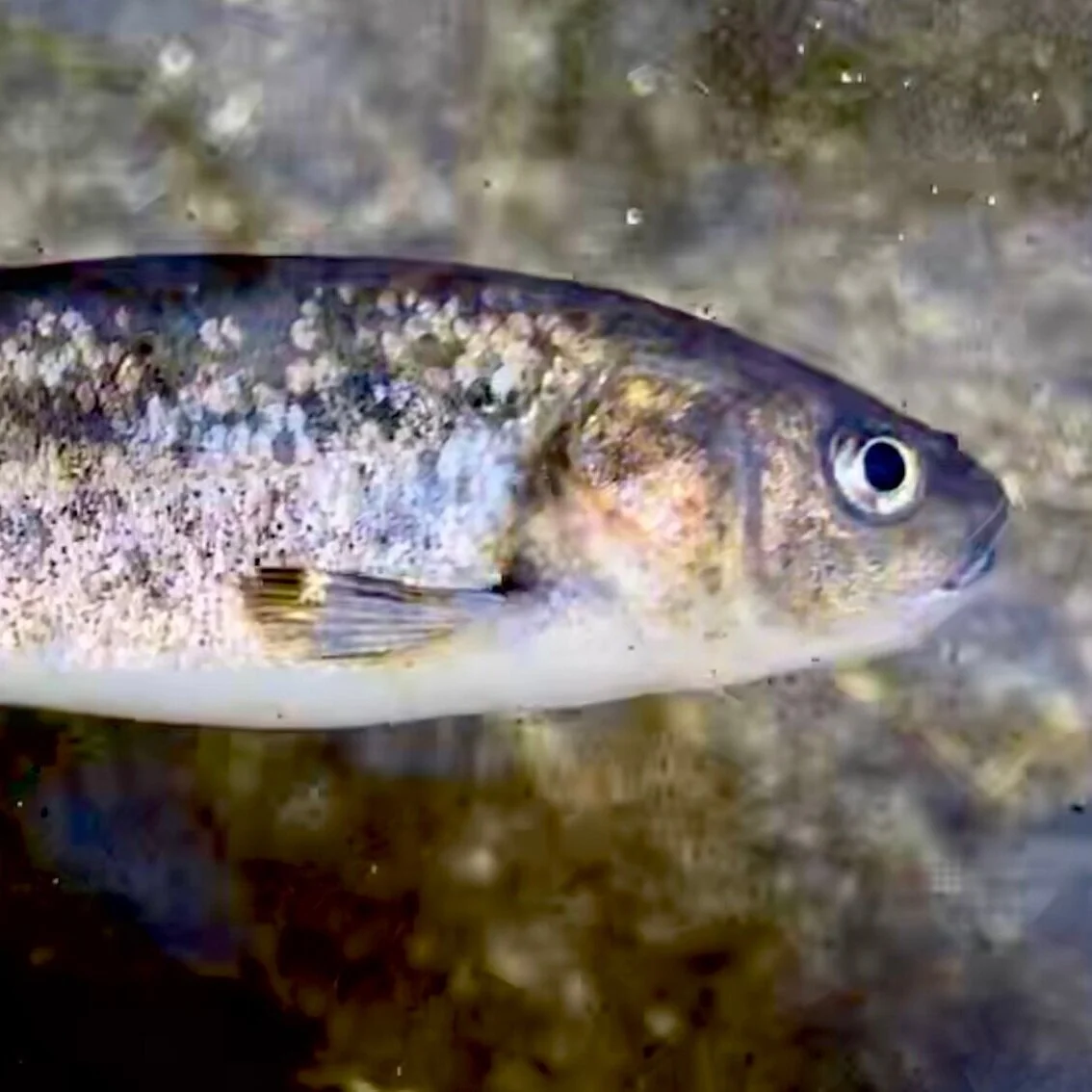 Gila orcutti (Arroyo Chub)