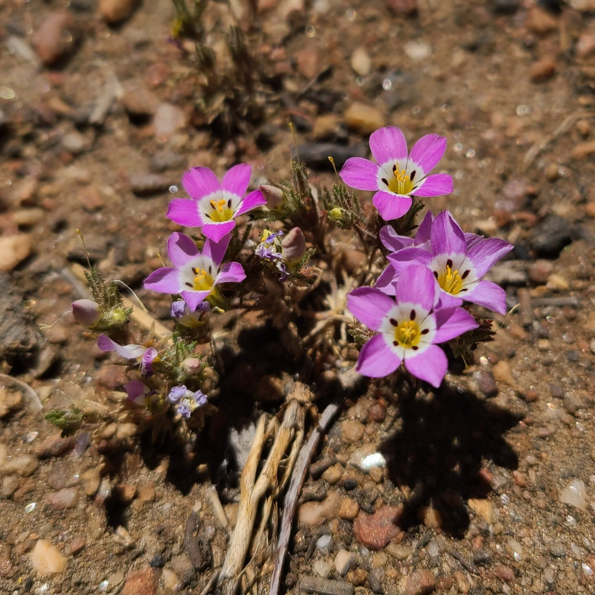 Linanthus killipii (Baldwin Lake Linanthus)
