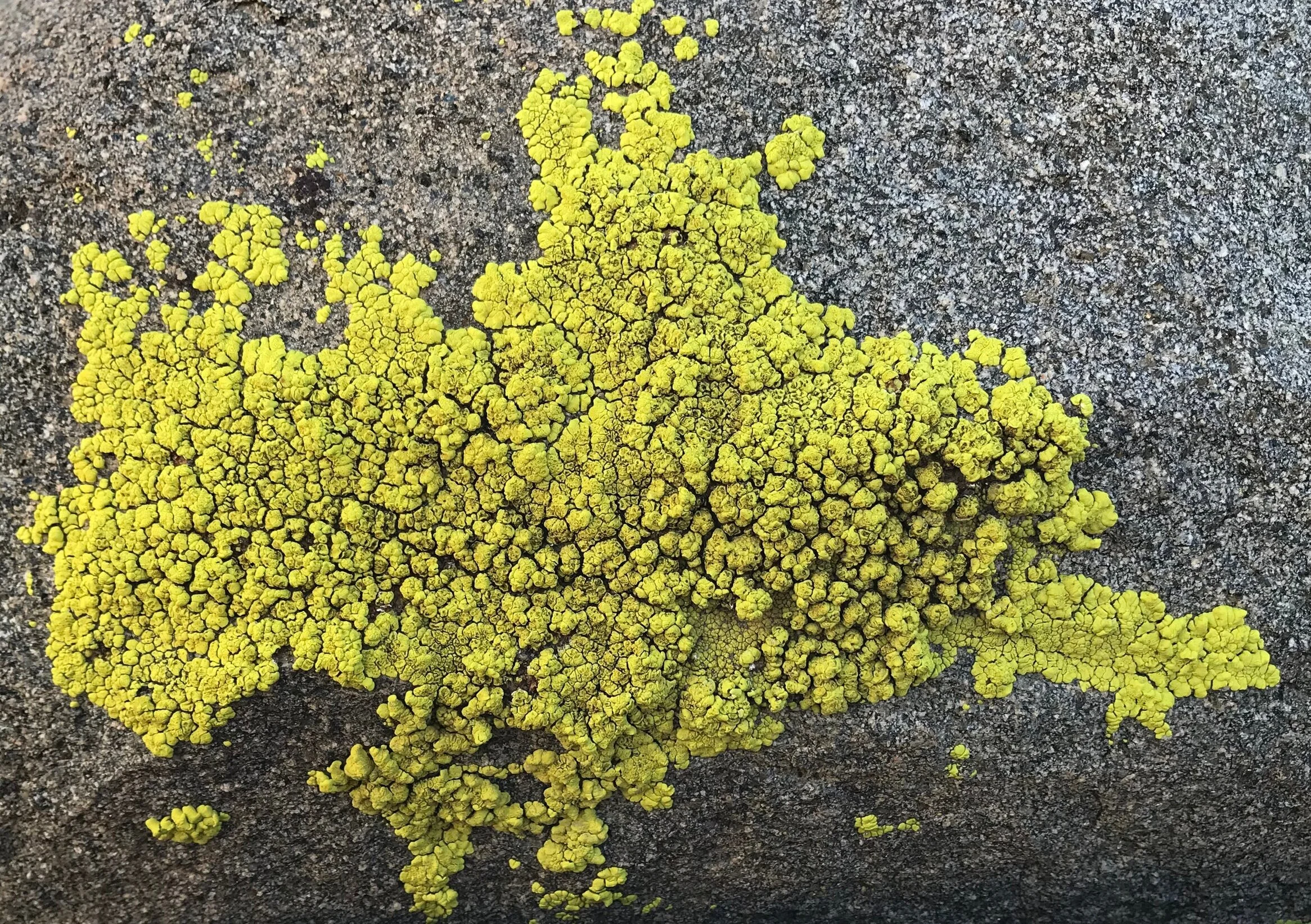 Acarospora socialis (Cracked Lichen)