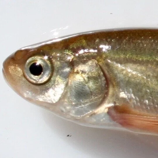Siphateles bicolor (Tui Chub)