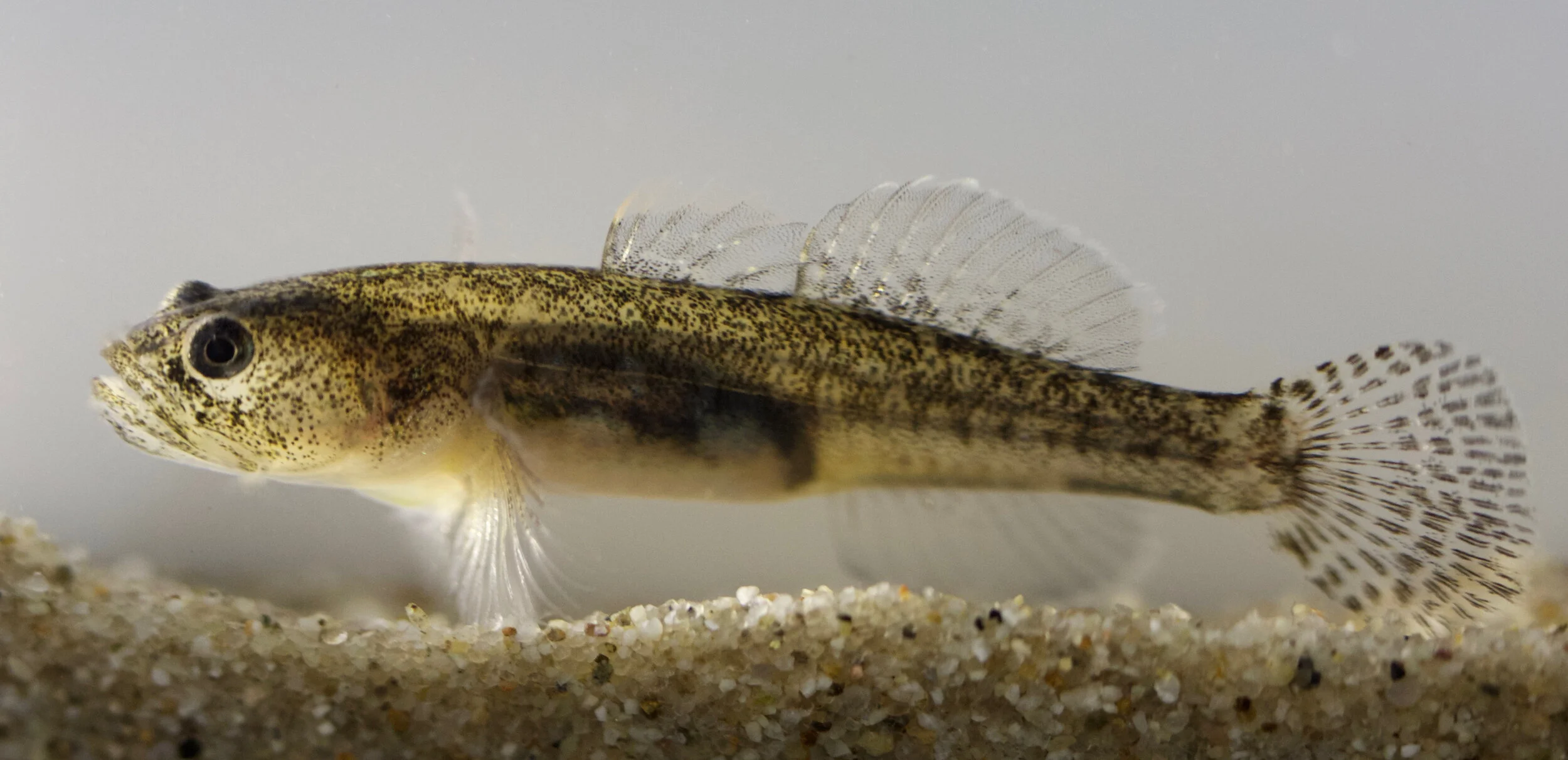 CCGP — Eucyclogobius kristinae (Southern Tidewater Goby)