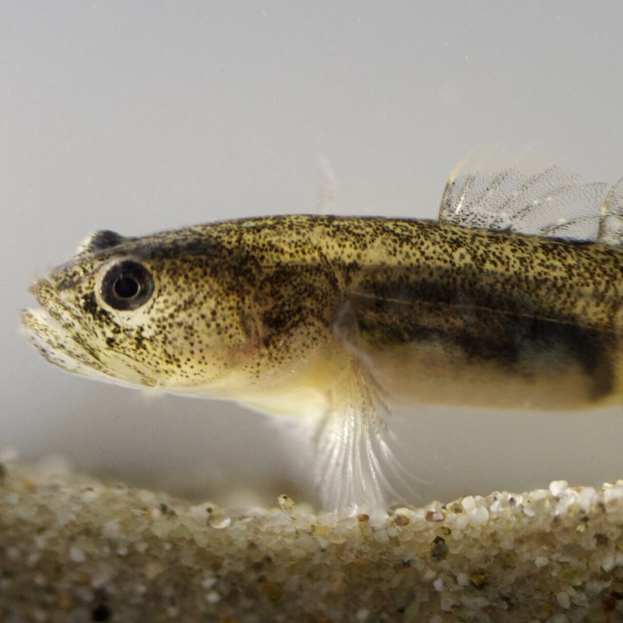 Eucyclogobius kristinae (Southern Tidewater Goby) 