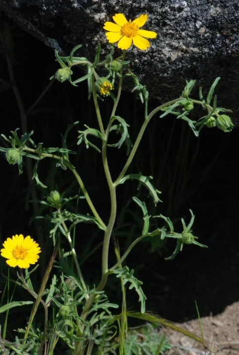 CCGP — Layia pentachaeta (Sierra layia)