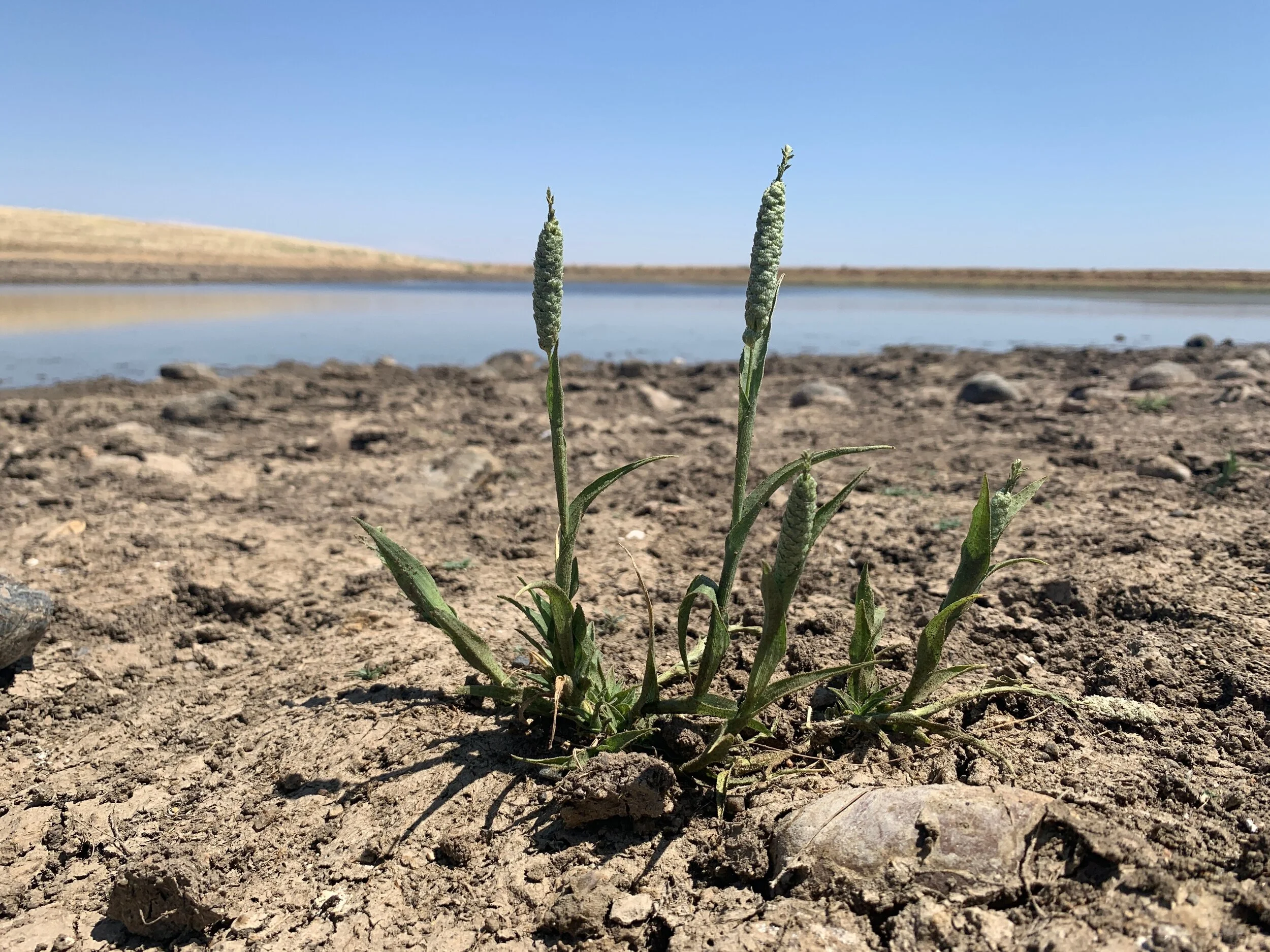 Neostapfia colusana (Colusa Grass)
