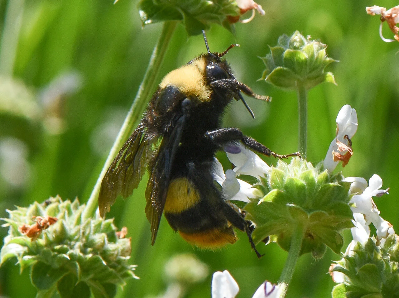 Bombus crotchii (Crotch’s Bumble Bee)