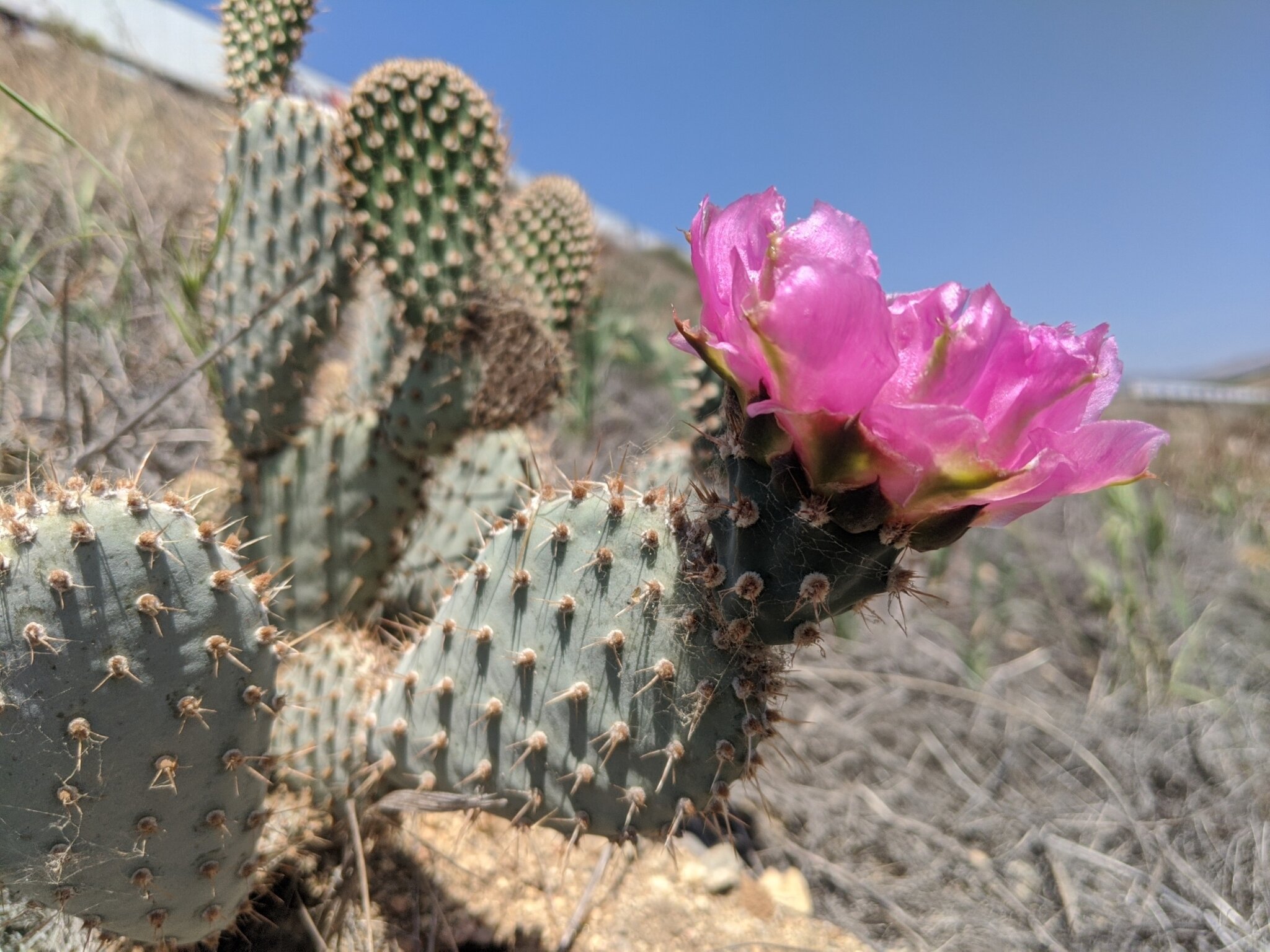 Opuntia basilaris var. treleasei (Bakersfield Cactus)
