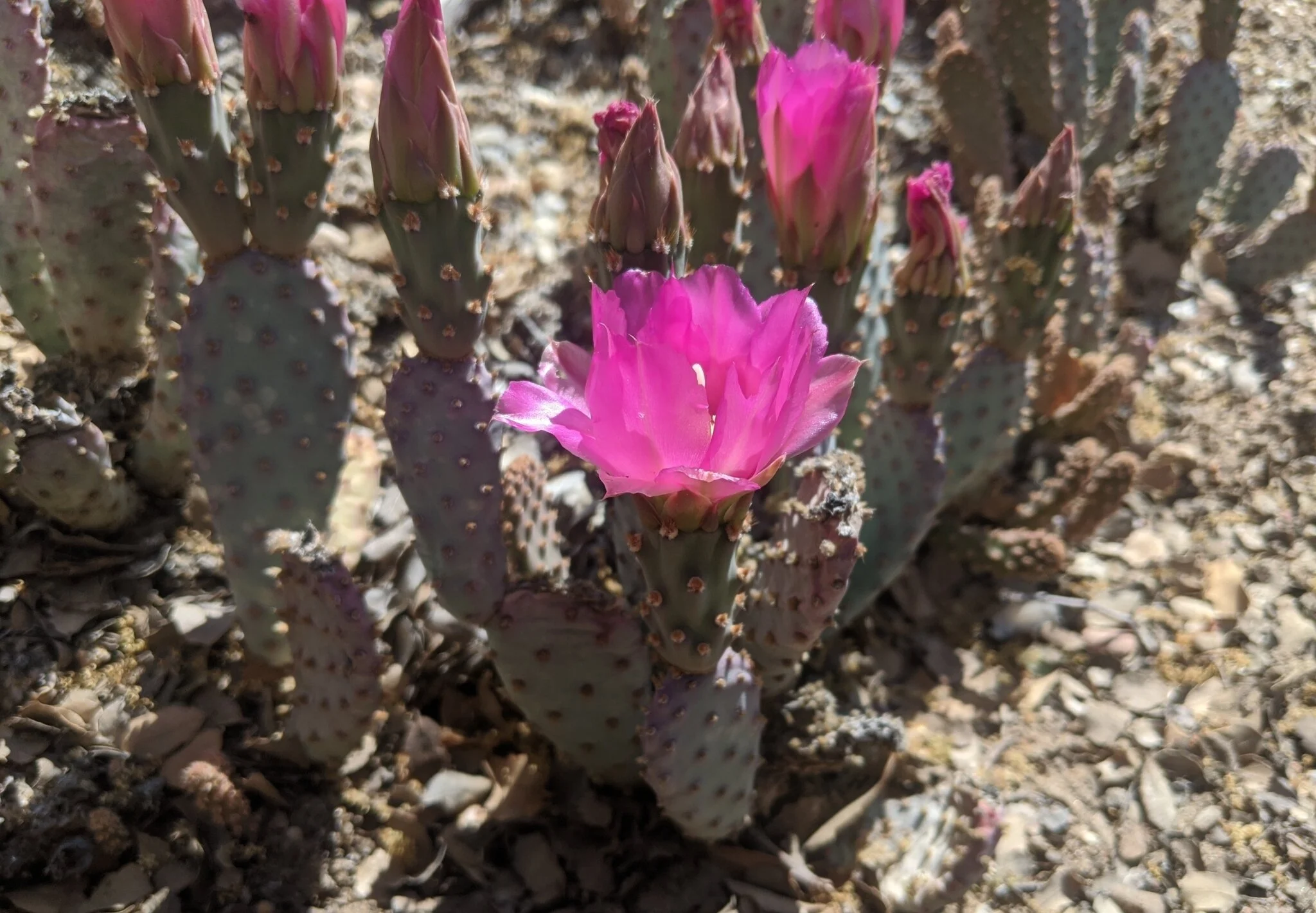 Opuntia basilaris var. brachyclada (Short-Joint Beavertail)