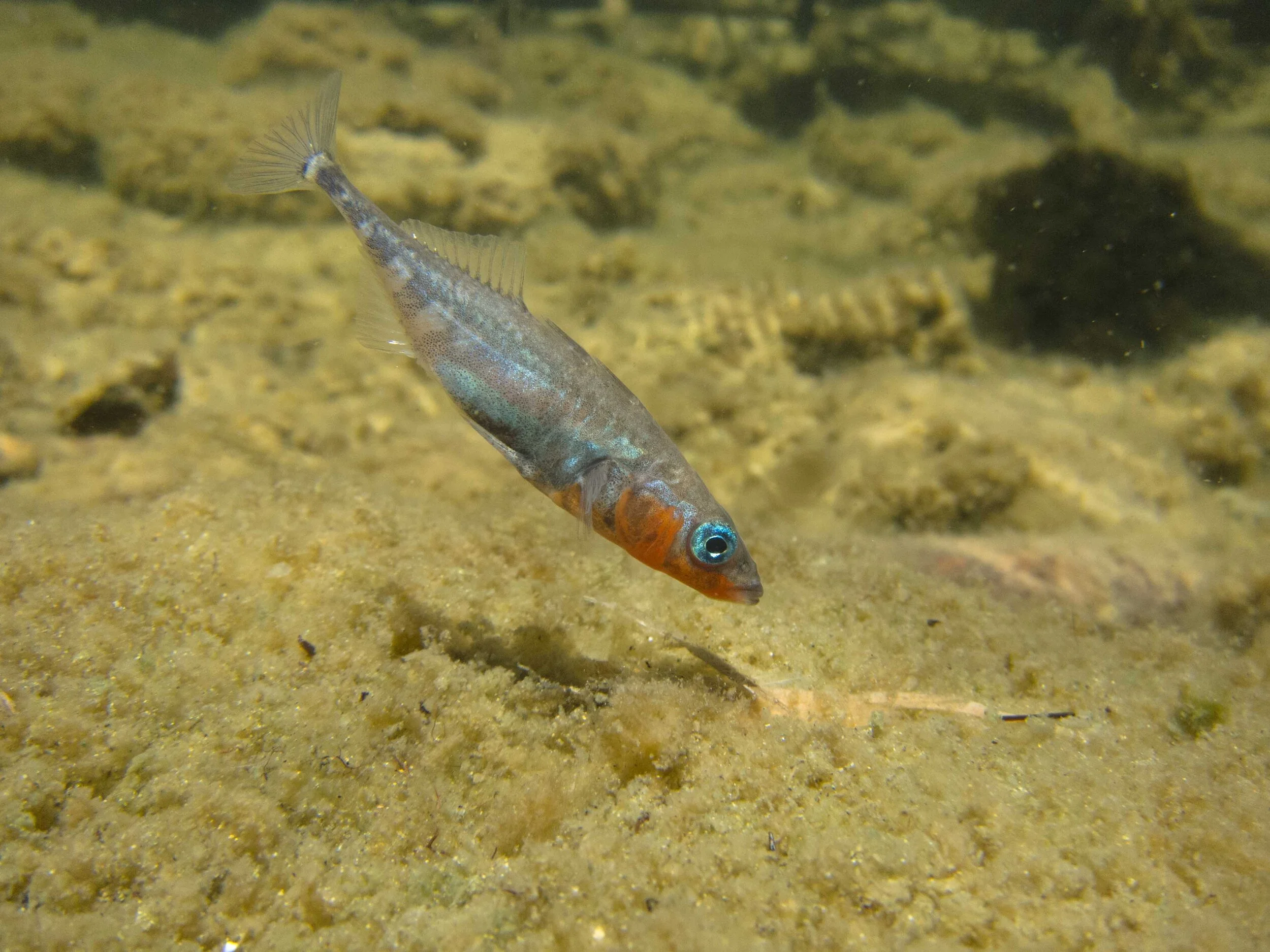 Gasterosteus aculeatus (Threespine Stickleback)
