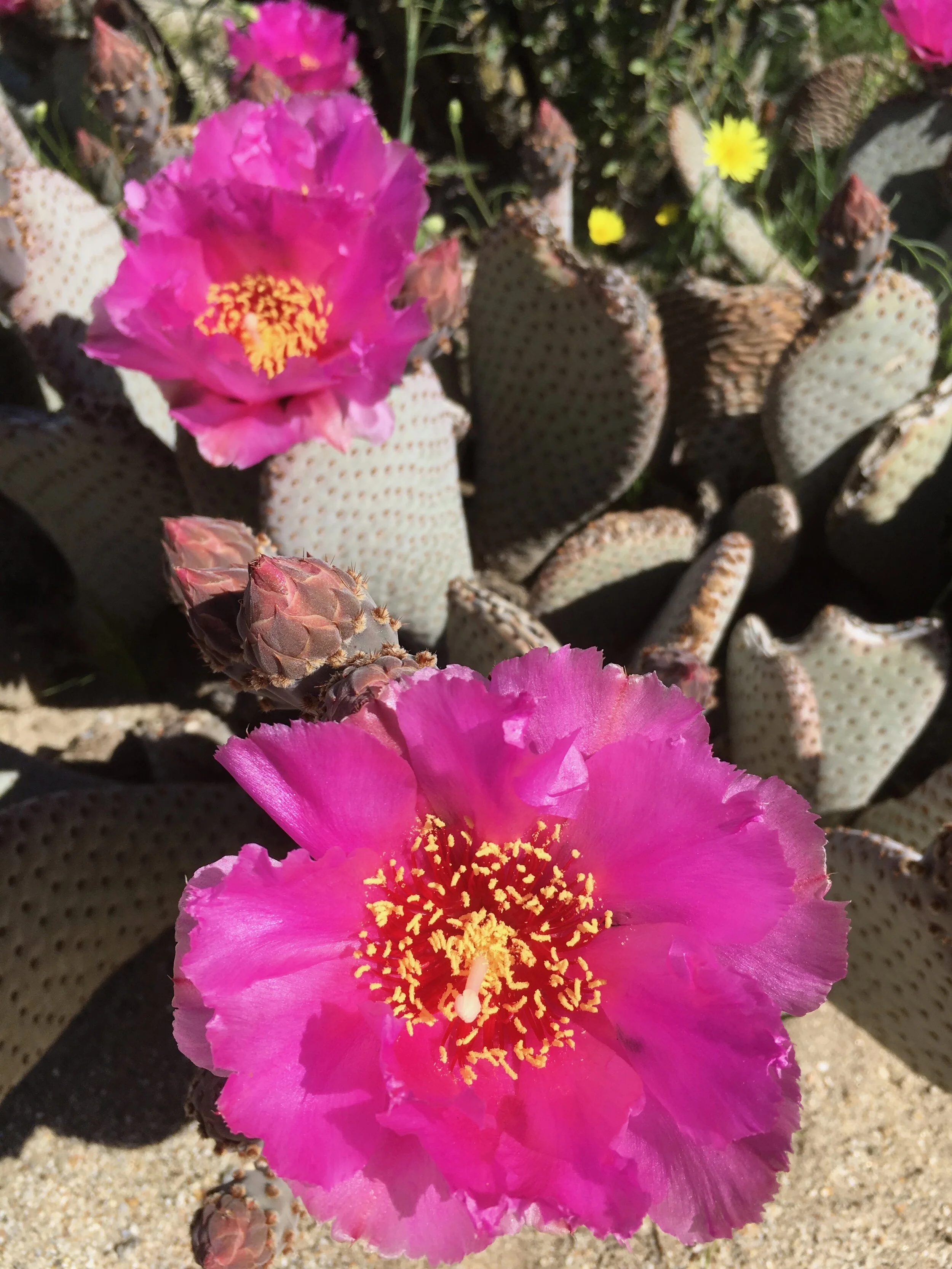 Opuntia basilaris var. basilaris (Beavertail)
