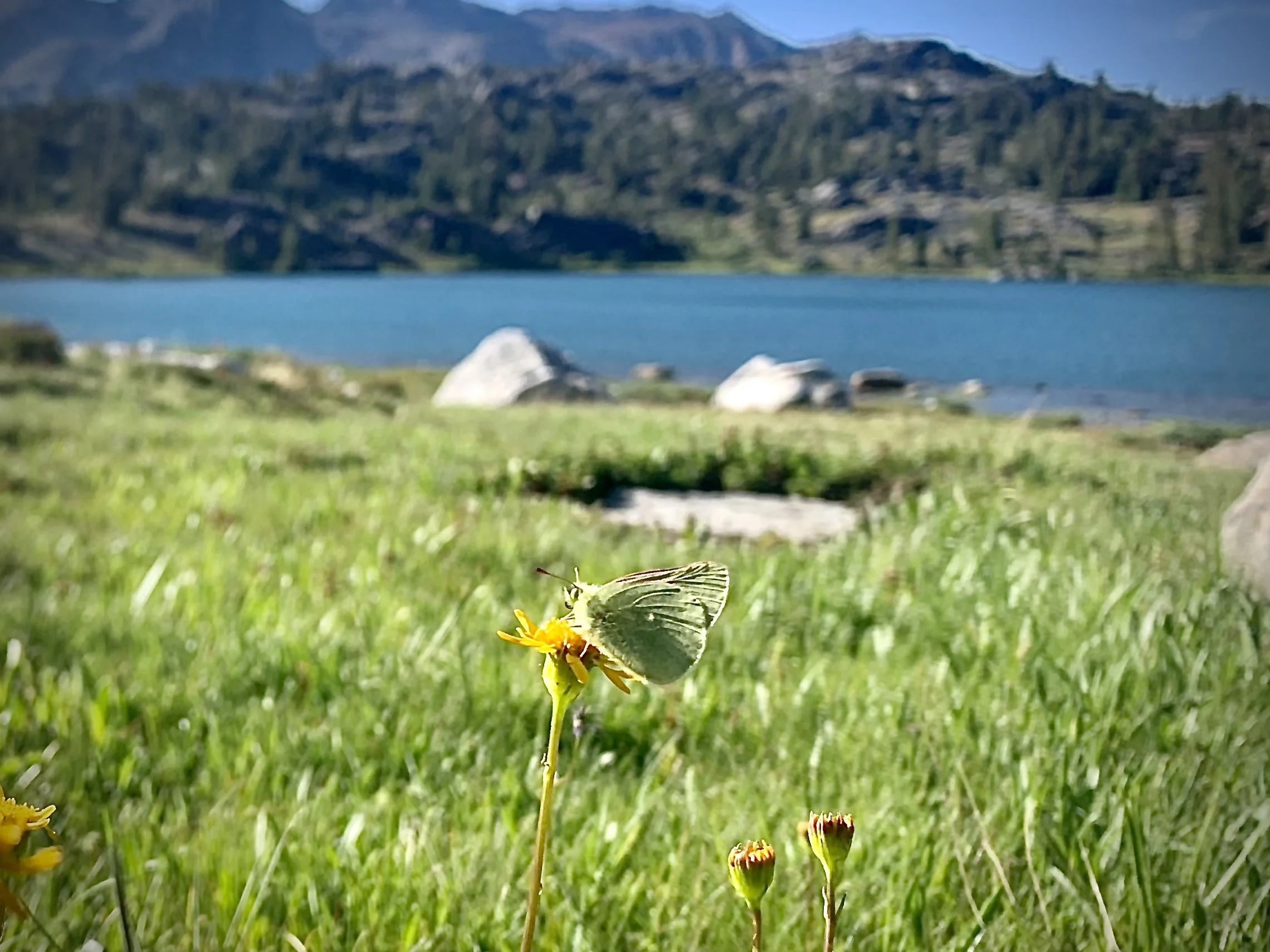 Colias behrii (Sierra Sulphur Butterfly)