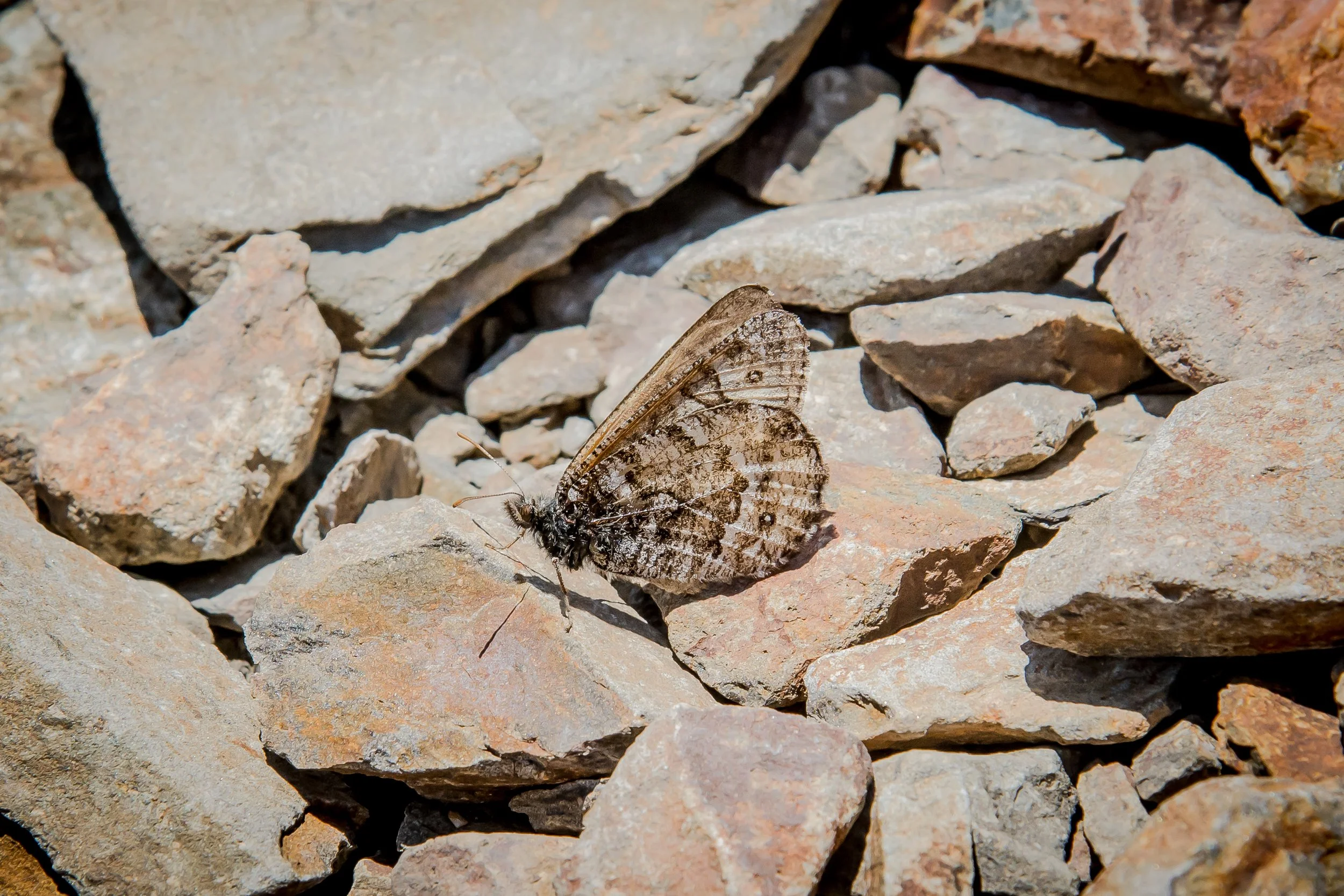 Oeneis chryxus ivallda (Ivallda Arctic Butterfly)