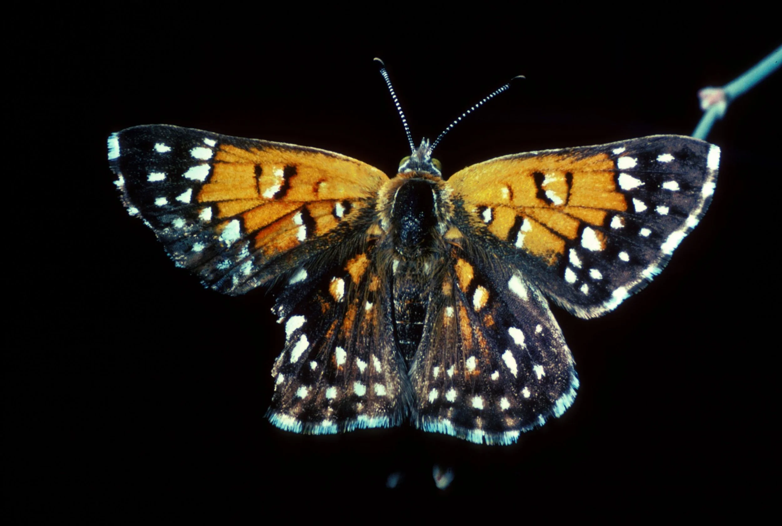 Apodemia mormo (Mormon Metalmark Butterfly)
