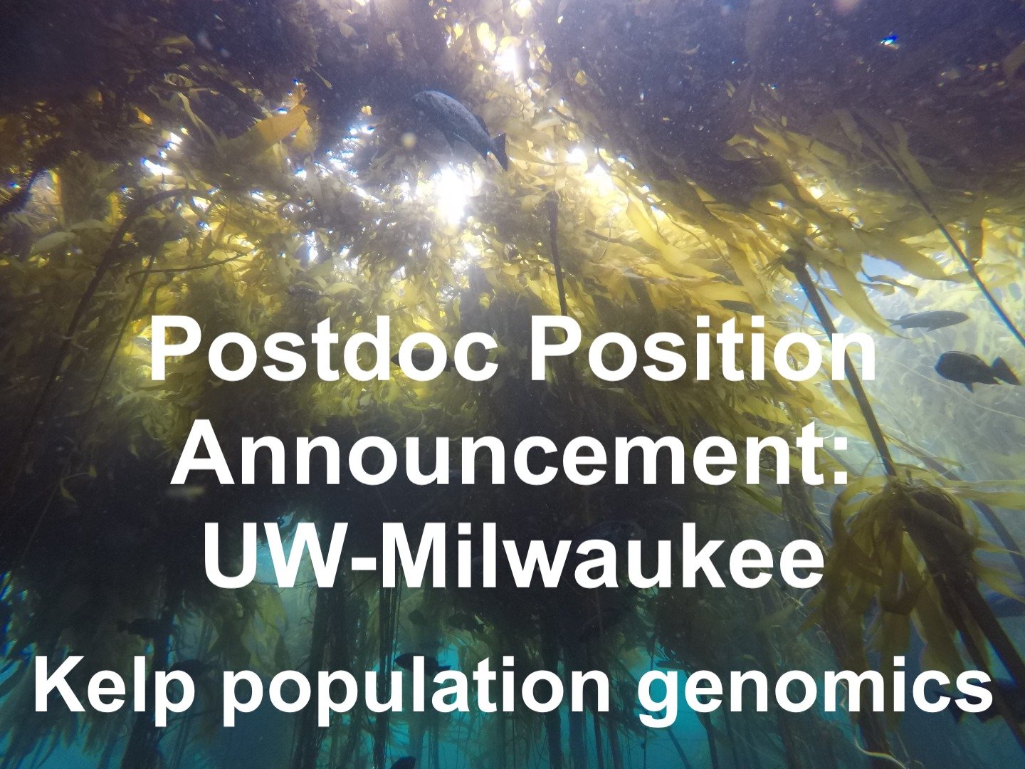 Postdoctoral opportunity with kelp in Alberto lab