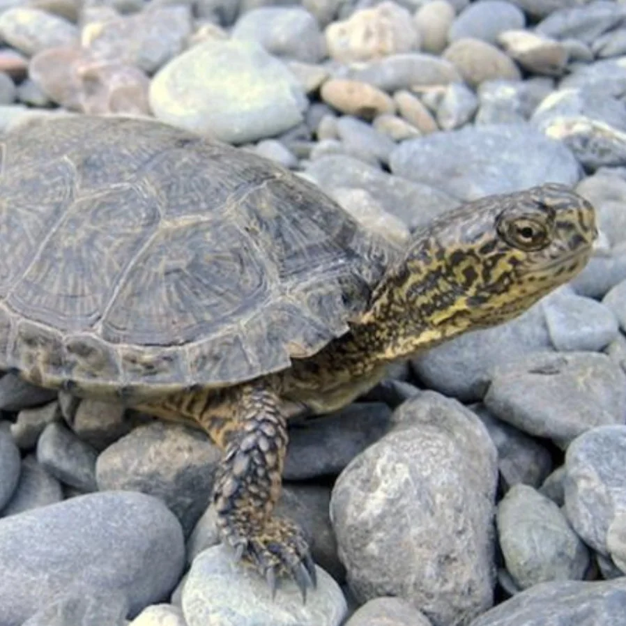 Actinemys marmorata (Northwestern Pond Turtle)