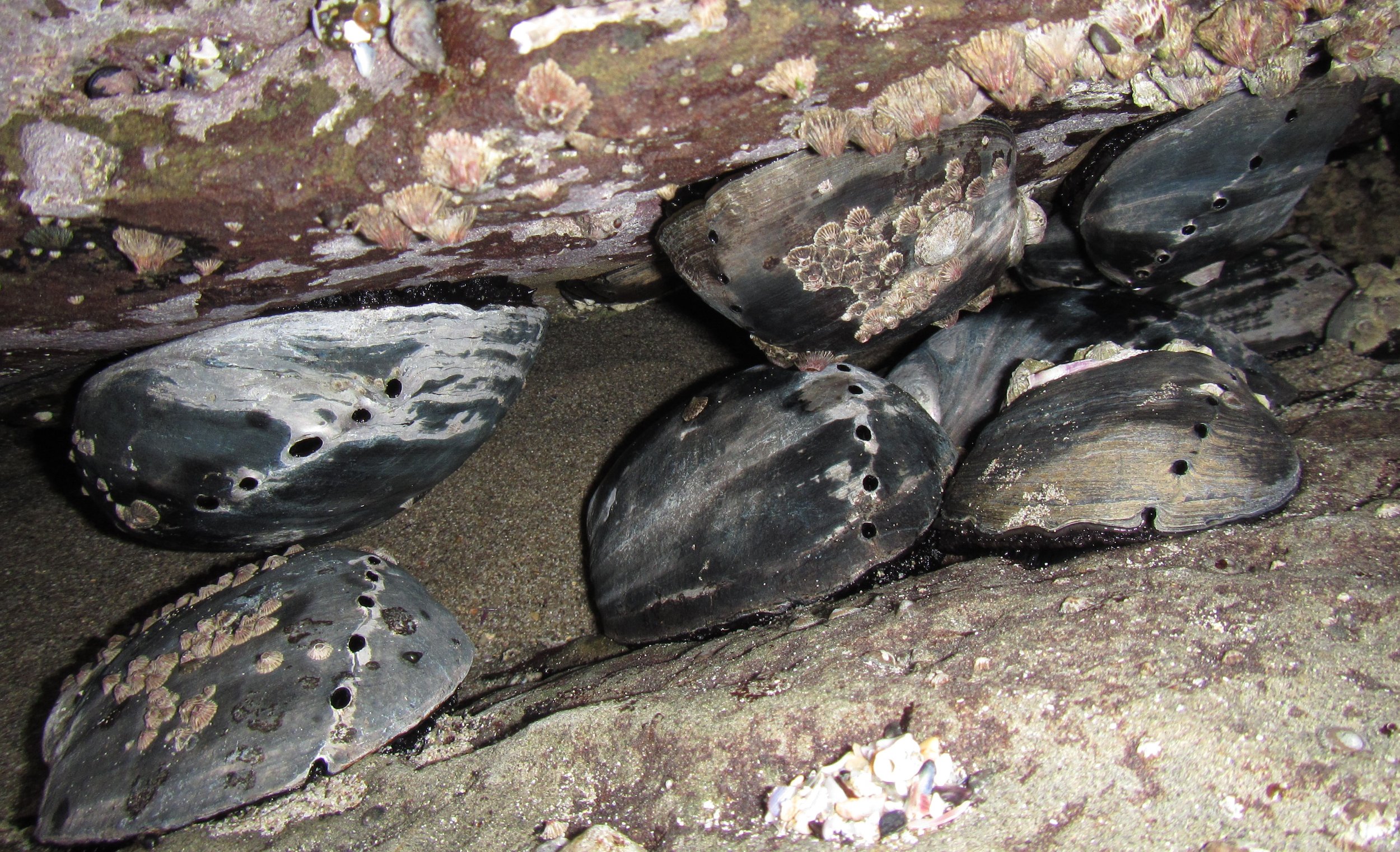 Haliotis cracherodii (Black Abalone)