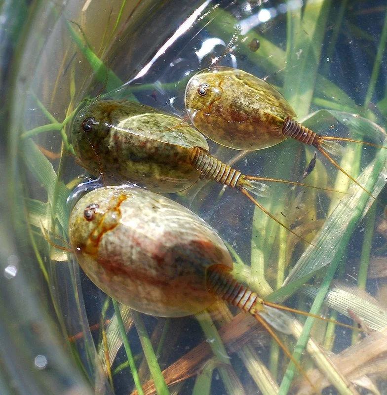 Lepidurus packardi (Vernal Pool Tadpole Shrimp)