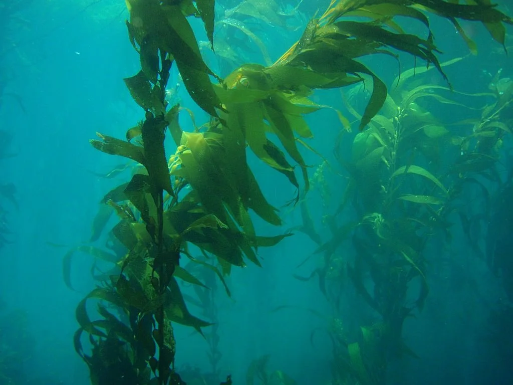 Macrocystis pyrifera (Giant Kelp)