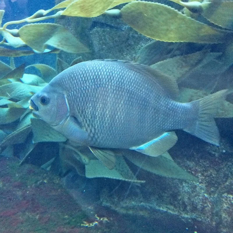 Embiotoca jacksoni (Black Surfperch)