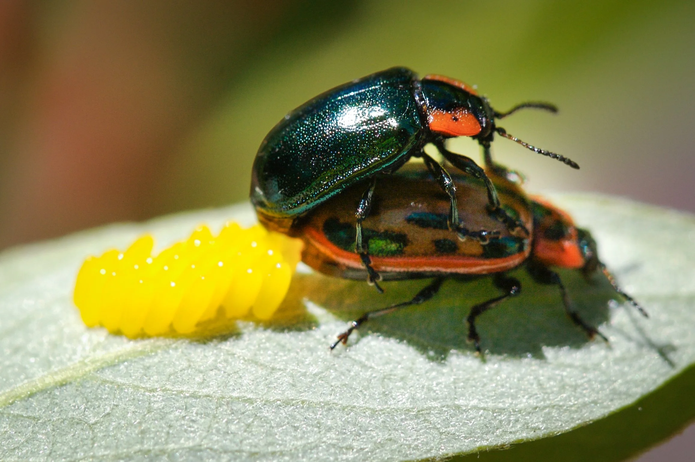Chrysomela confluens (Leaf Beetle)