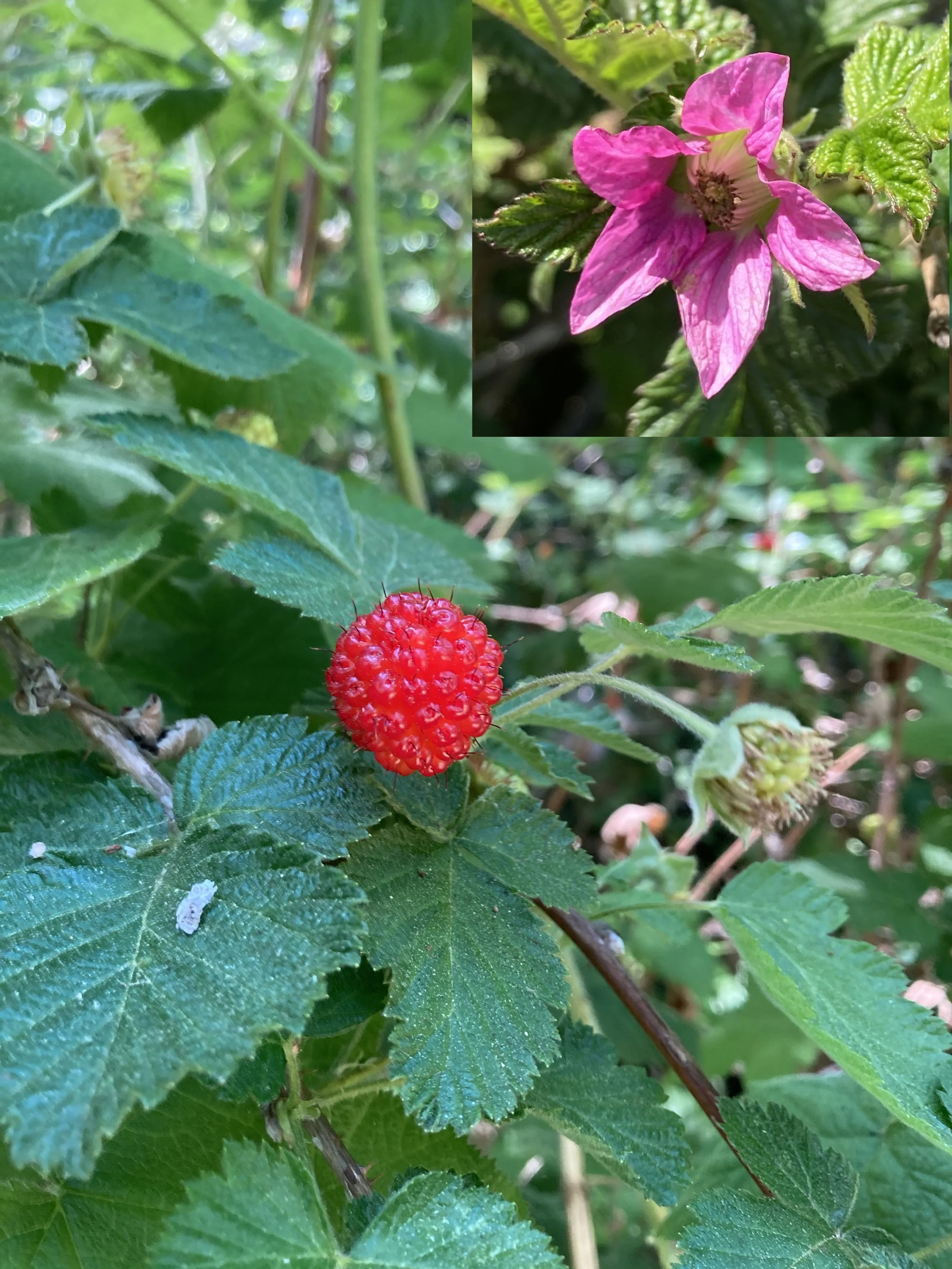 Rubus Spectabilis Rubus Spectabilis Salmonberry Woodbrook Native
