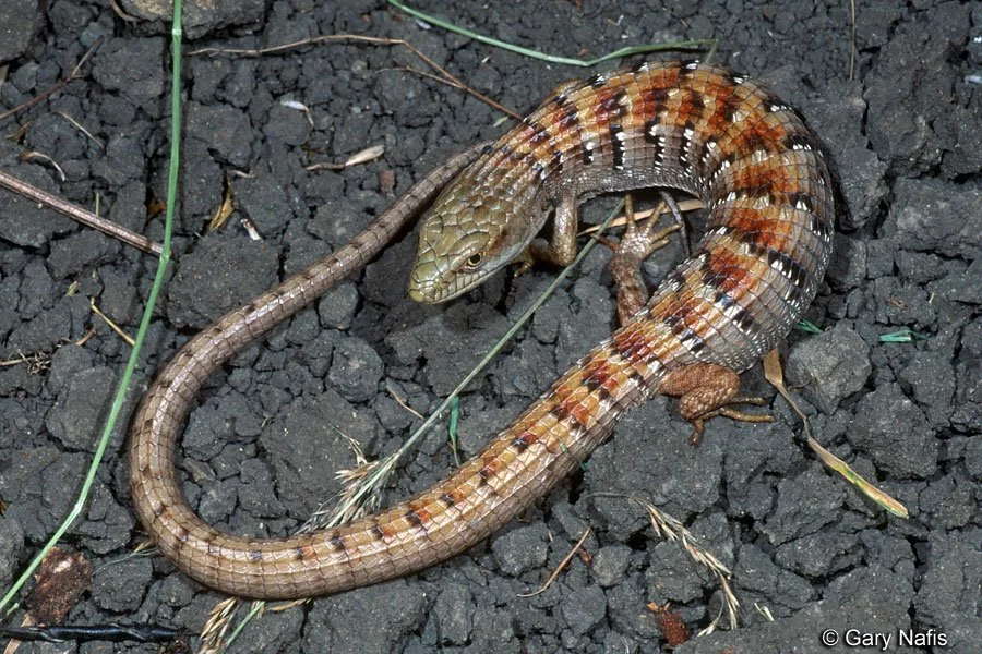 CCGP — Elgaria multicarinata (Southern Alligator Lizard)