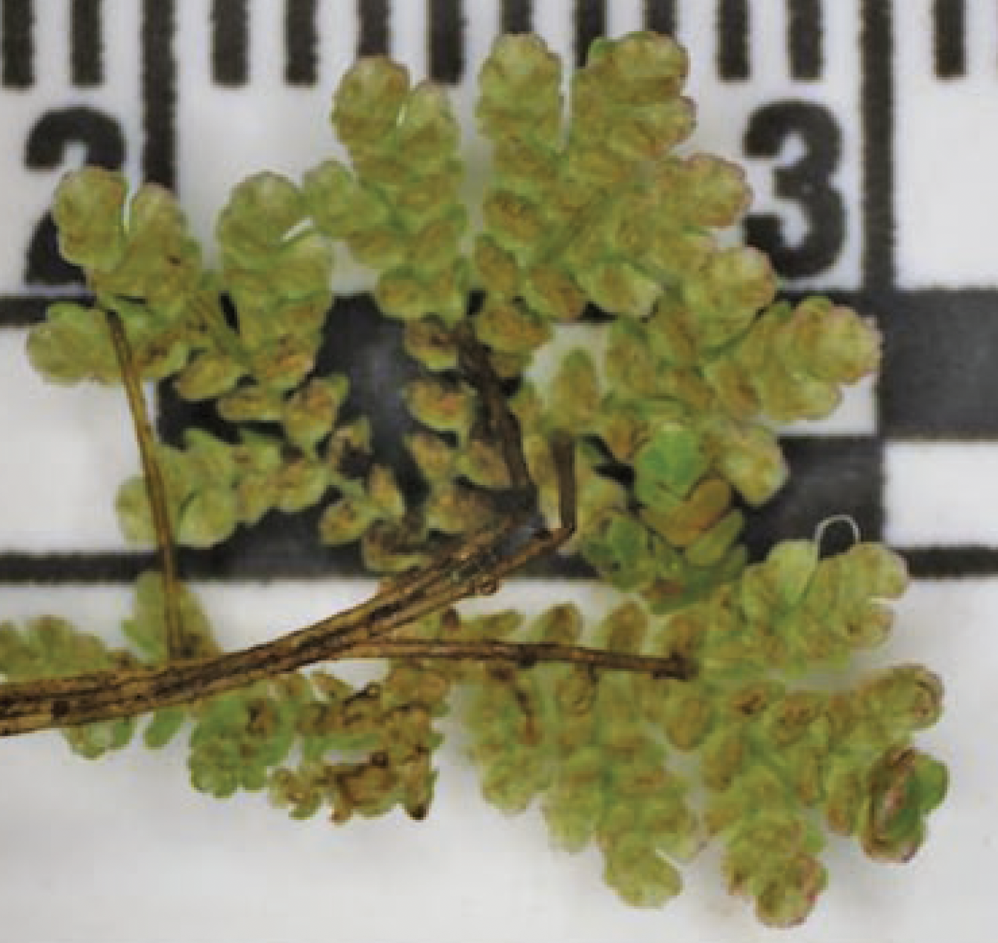 Azolla microphylla (Mexican Mosquito Fern)