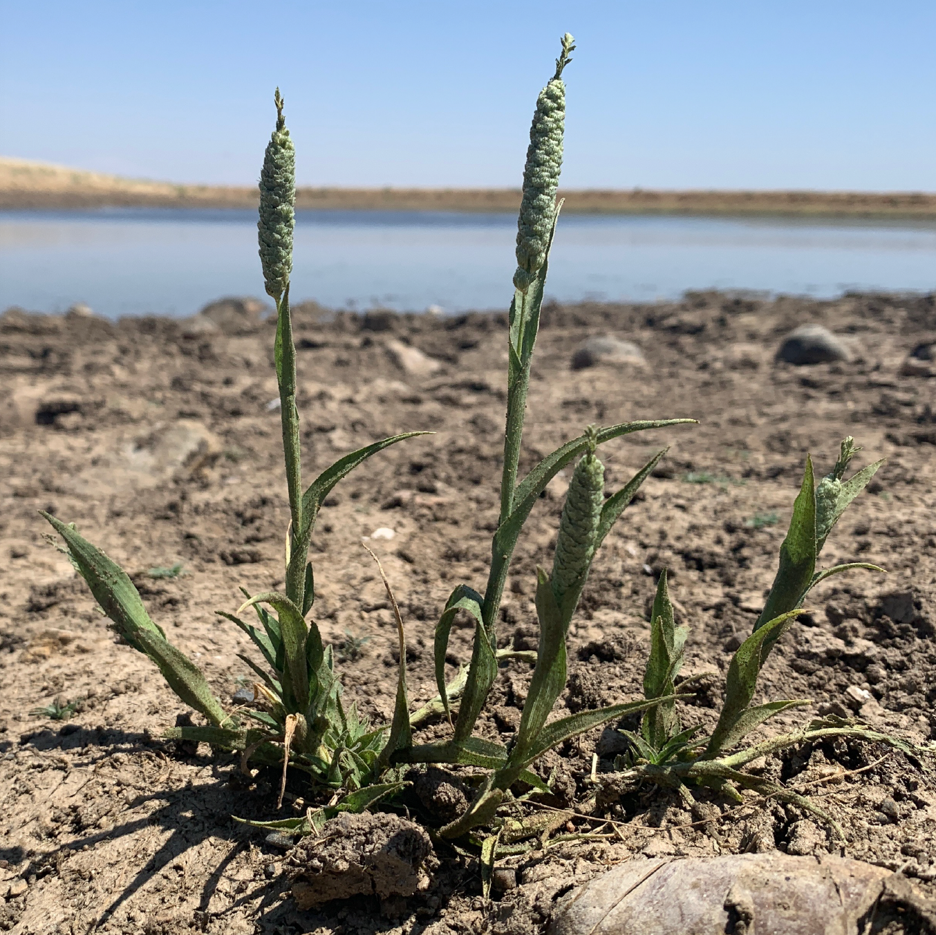 Neostapfia colusana (Colusa Grass)