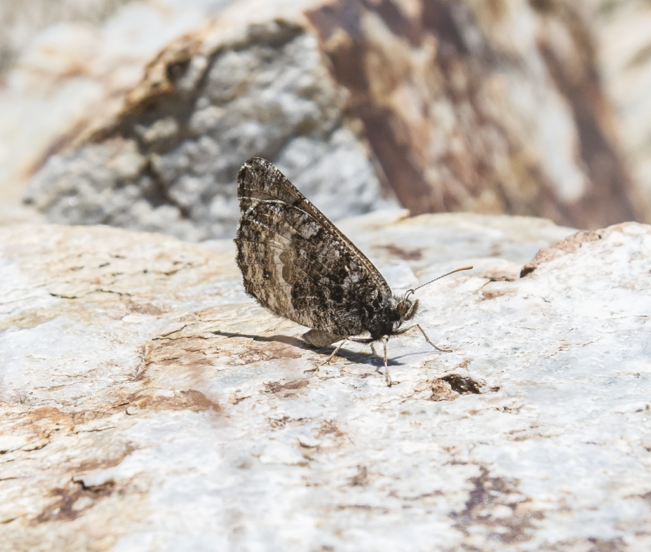 Oeneis chryxus ivallda (Ivallda Arctic)