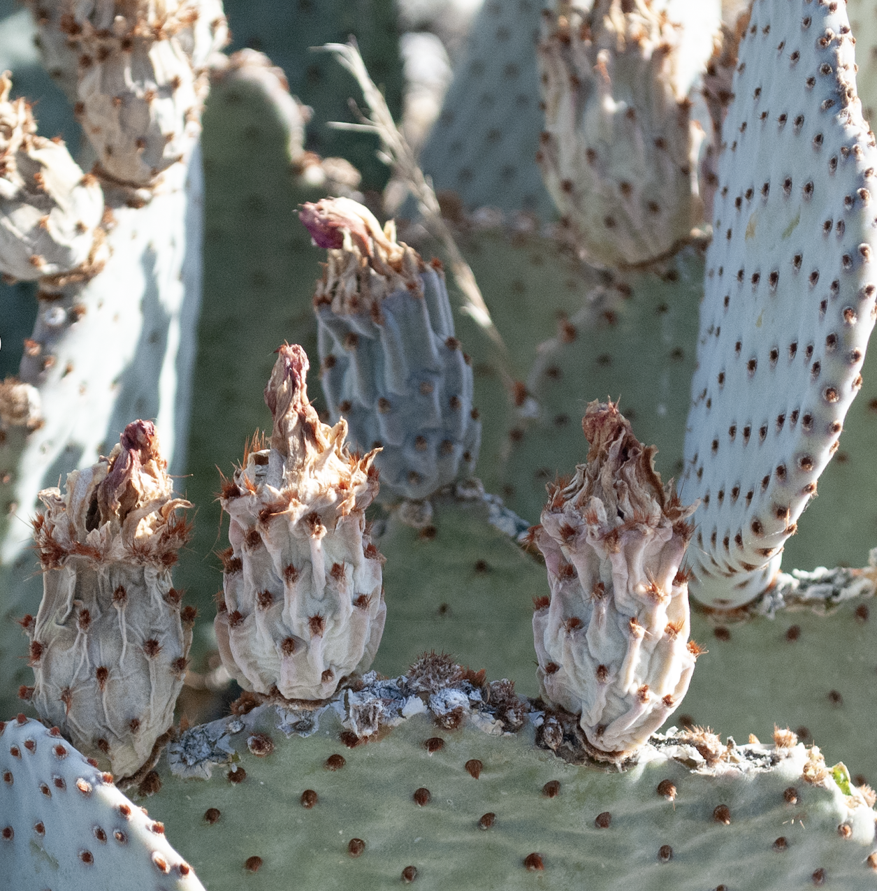 Opuntia basilaris (Beavertail)