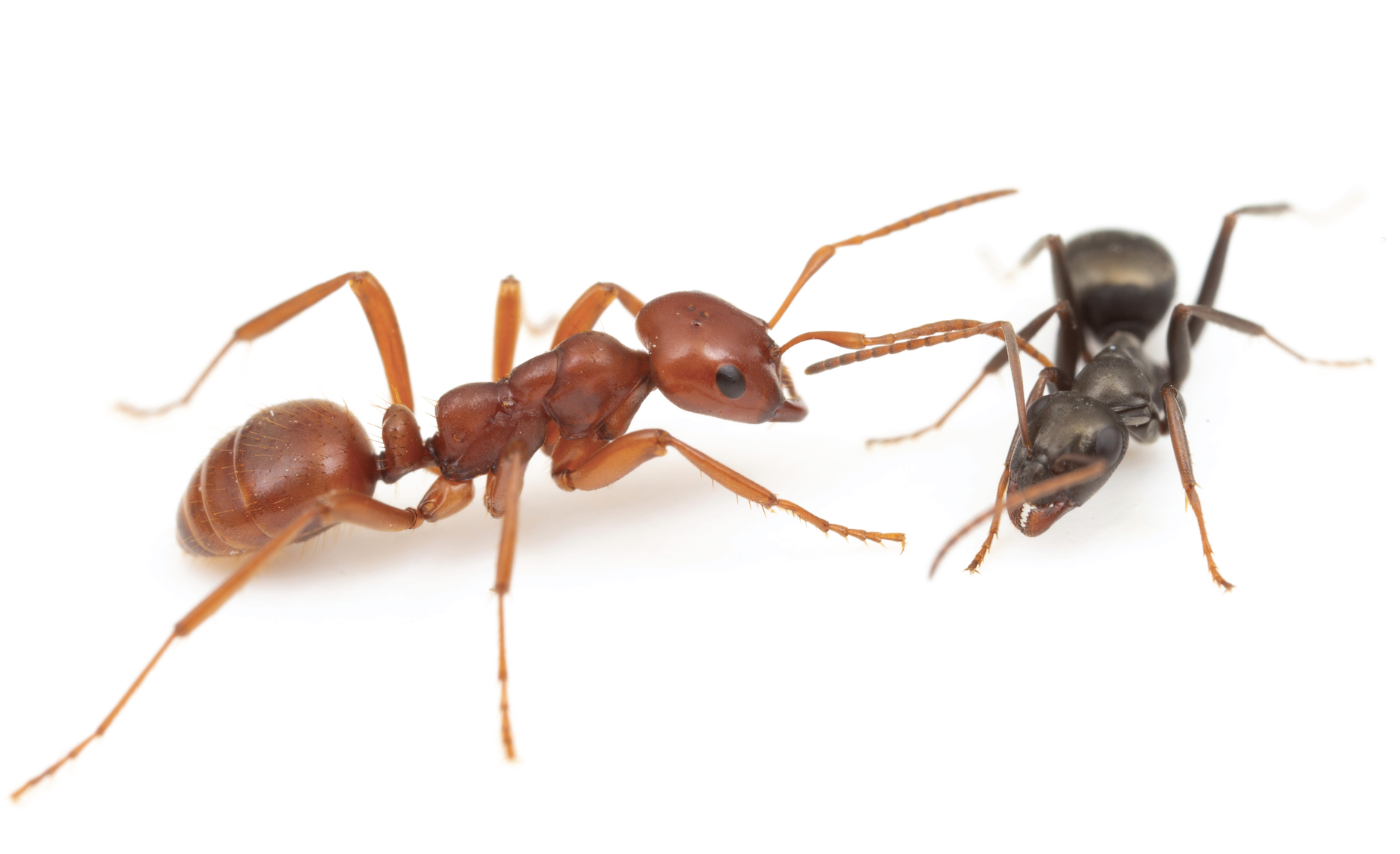 Polyergus mexicanus (Kidnapper Ant)