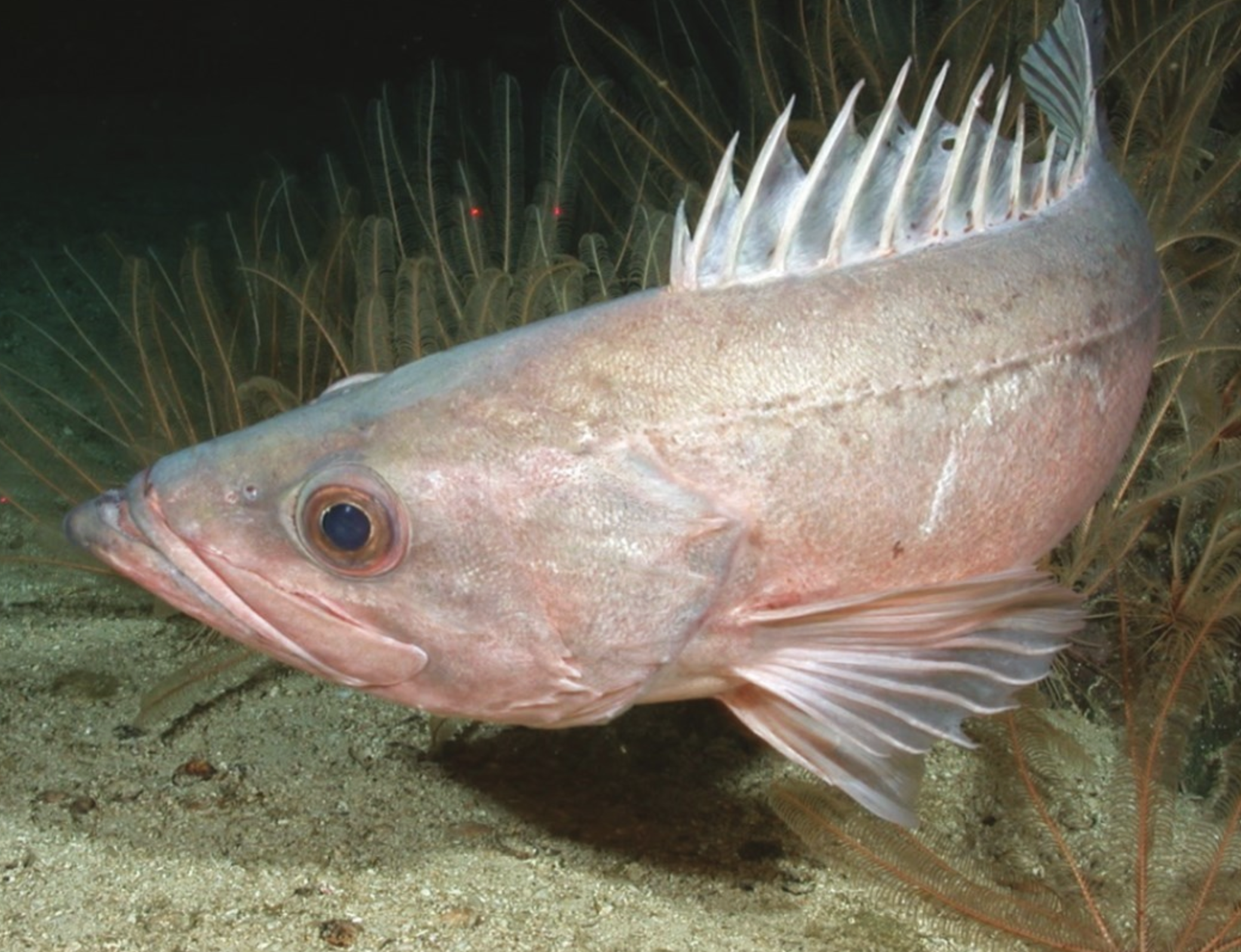 Sebastes paucispinis (California Bocaccio)