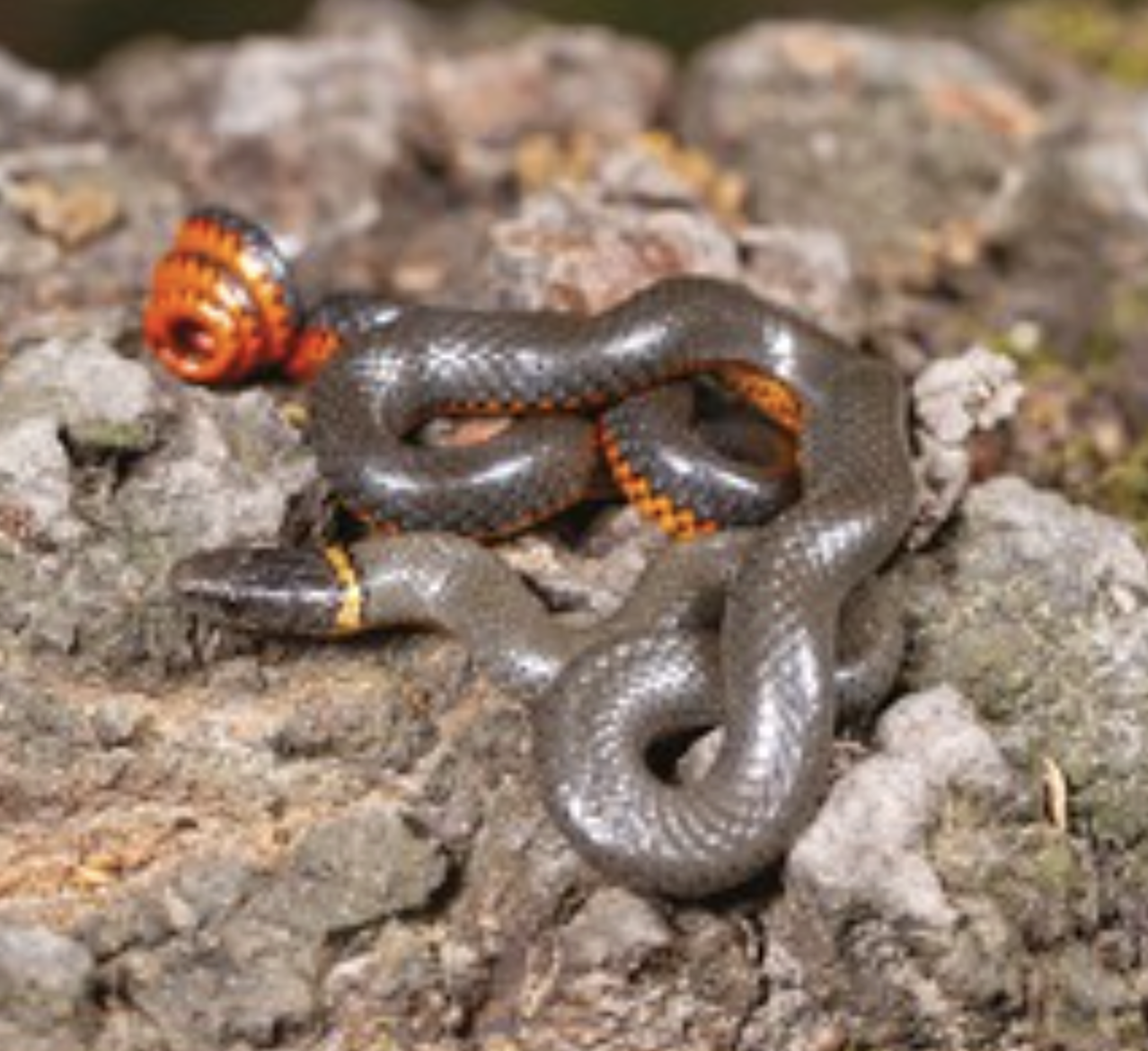 Diadophis punctatus (Ring-necked Snake)