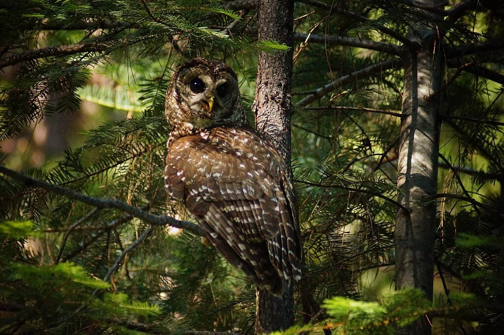 Strix occidentalis (Spotted Owl)
