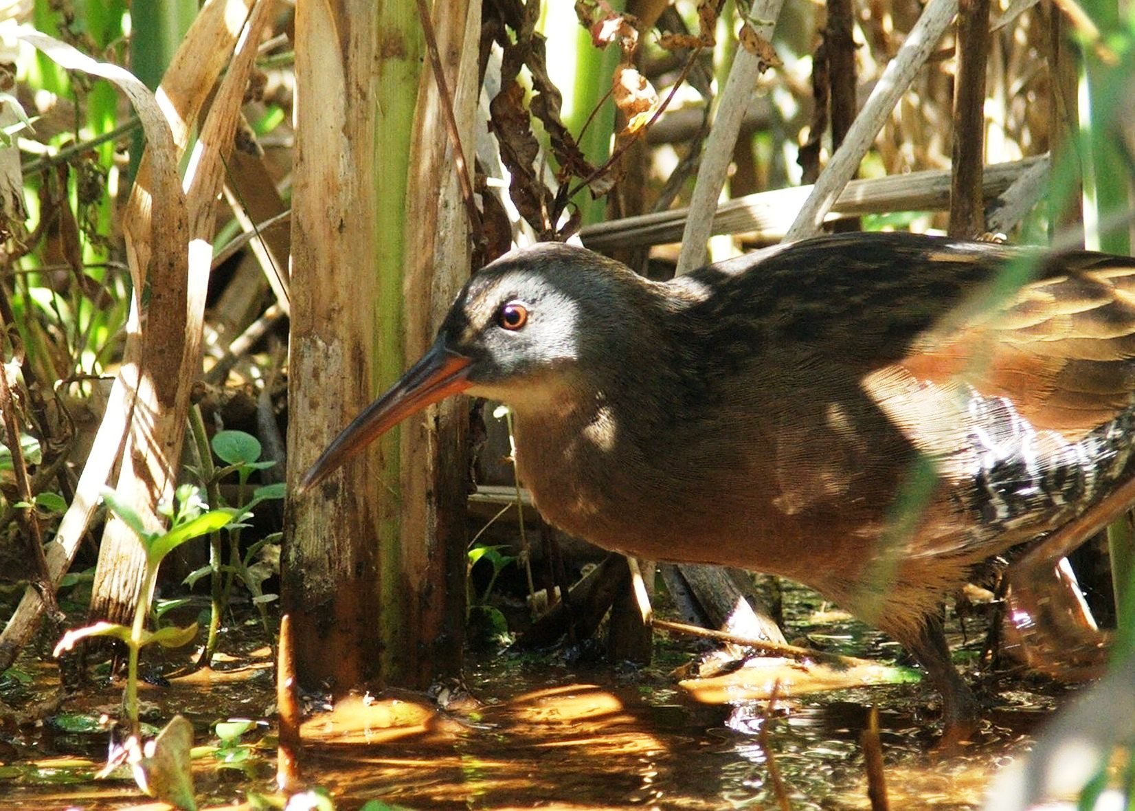 Rallus limicola (Virginia Rail)