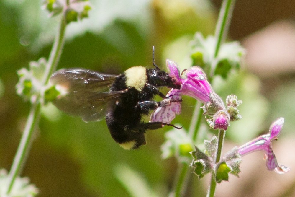 CCGP — Bombus californicus (California bumble bee)